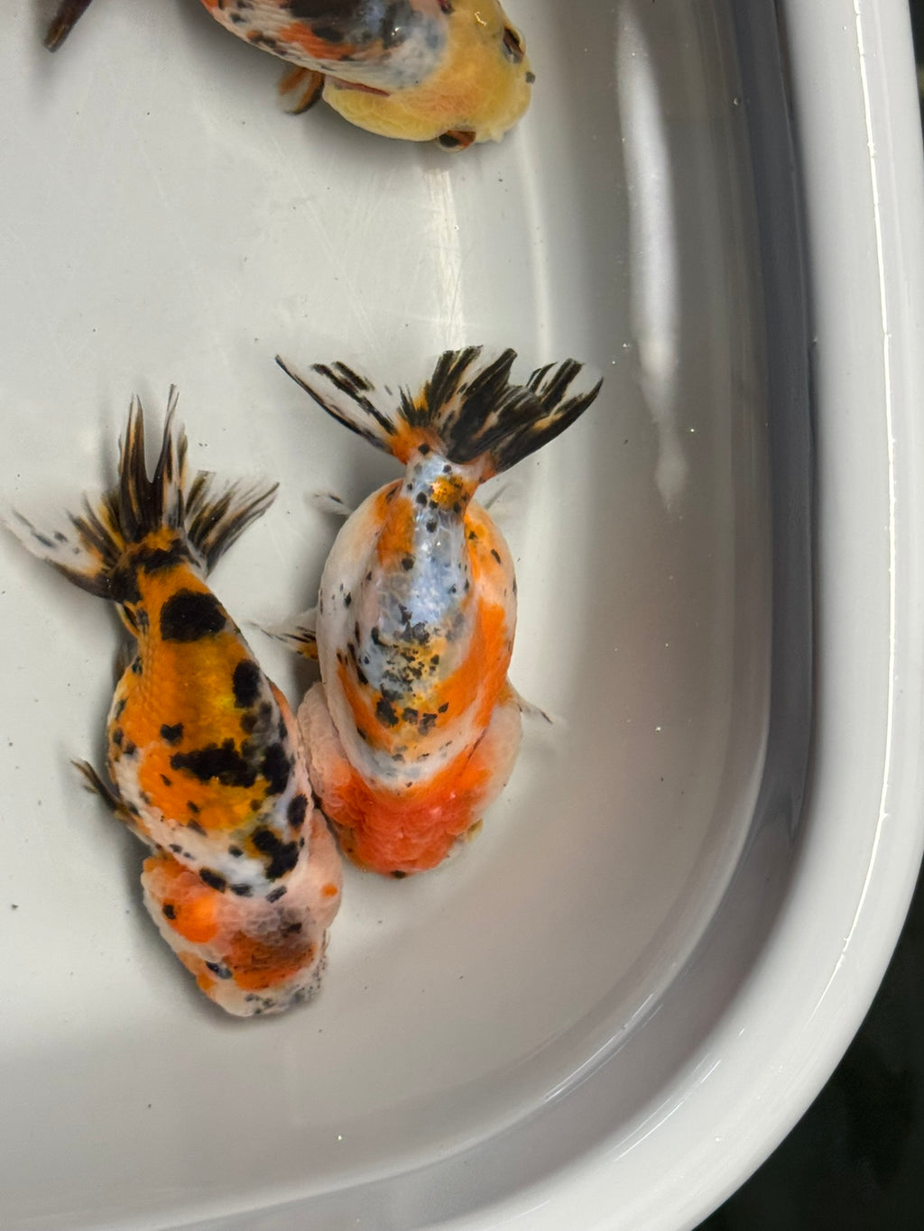 Calico Ranchu 8-10cm Fancy Goldfish
