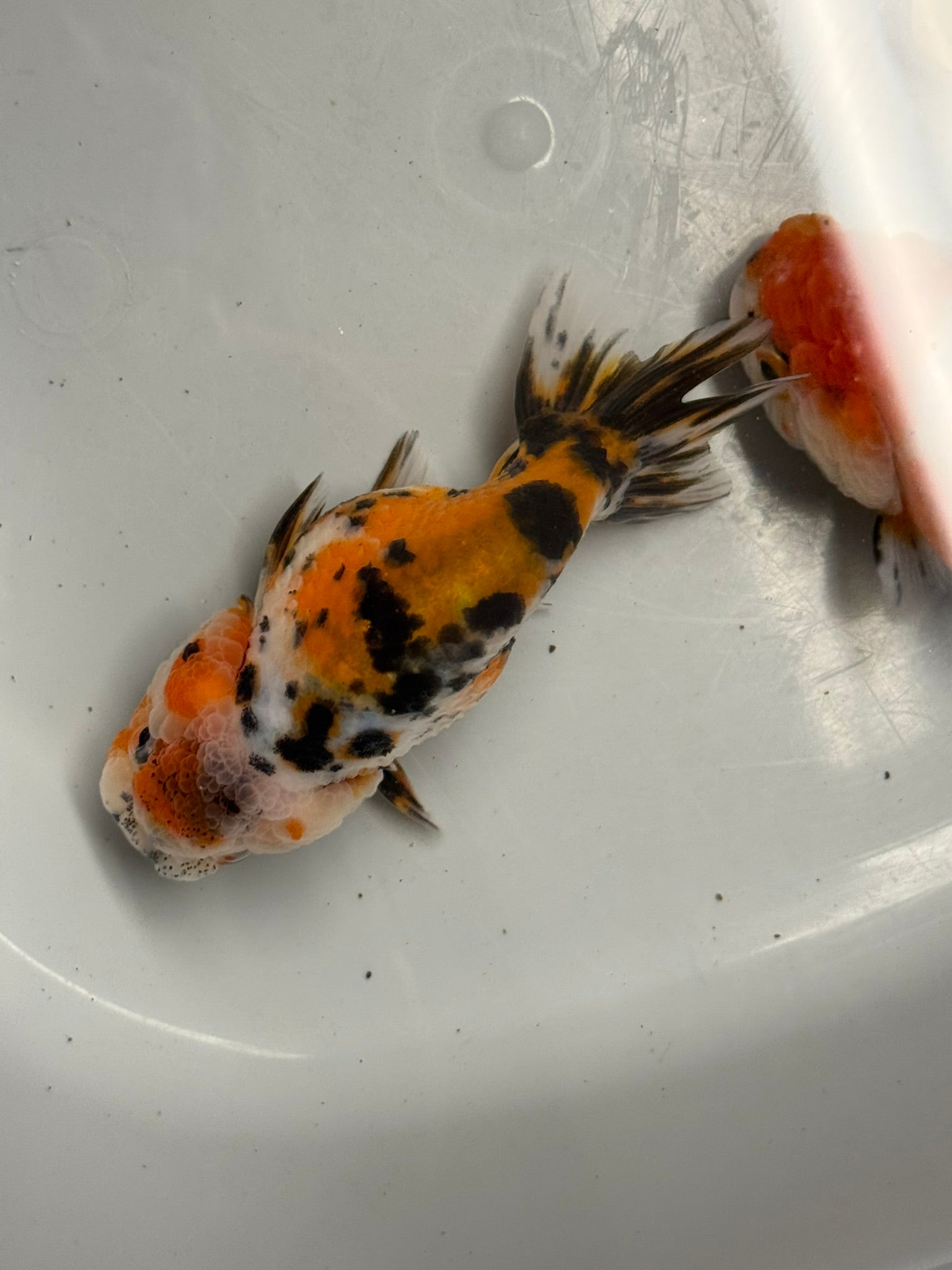 Calico Ranchu 8-10cm Fancy Goldfish