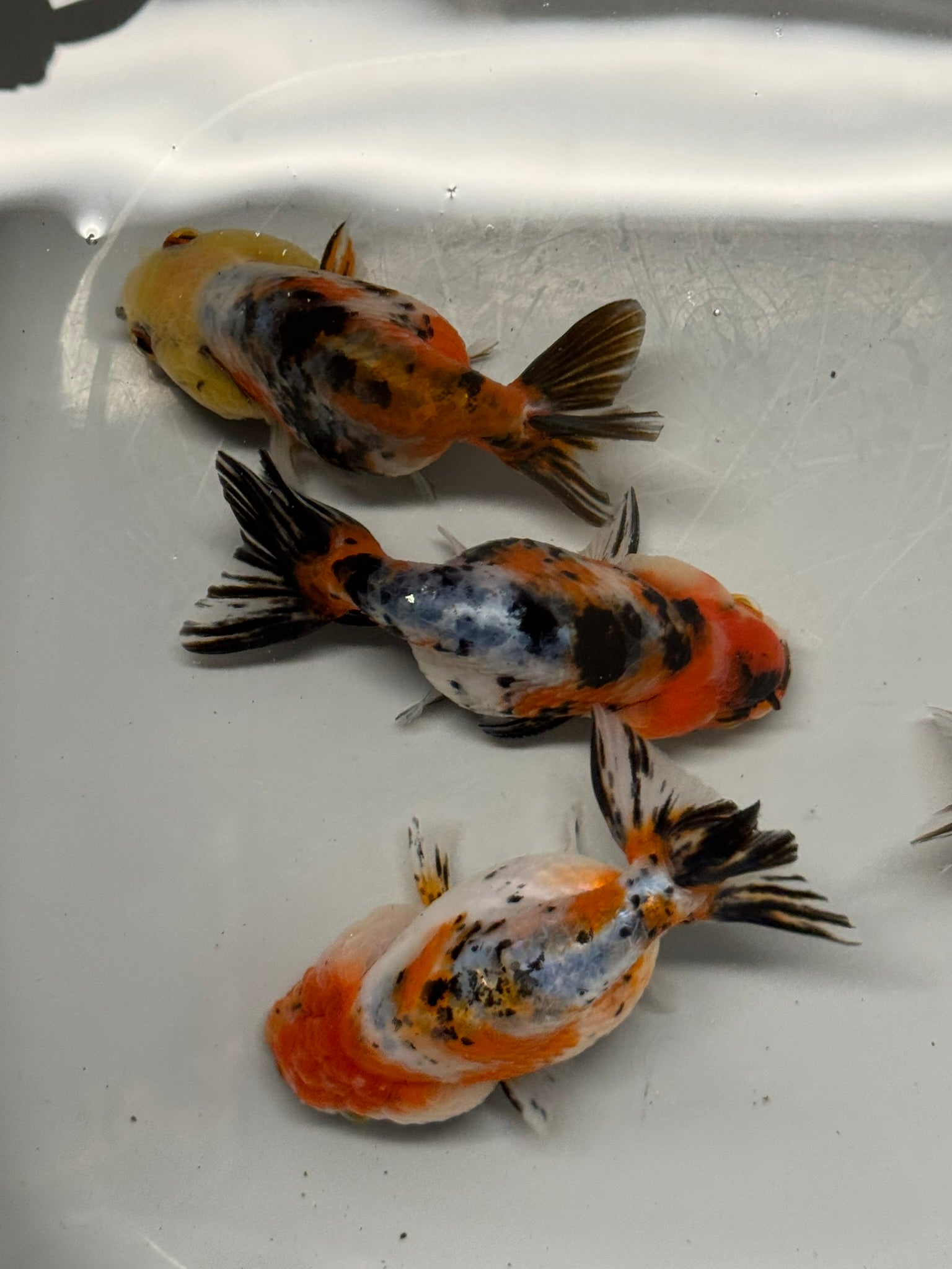 Calico Ranchu 8-10cm Fancy Goldfish