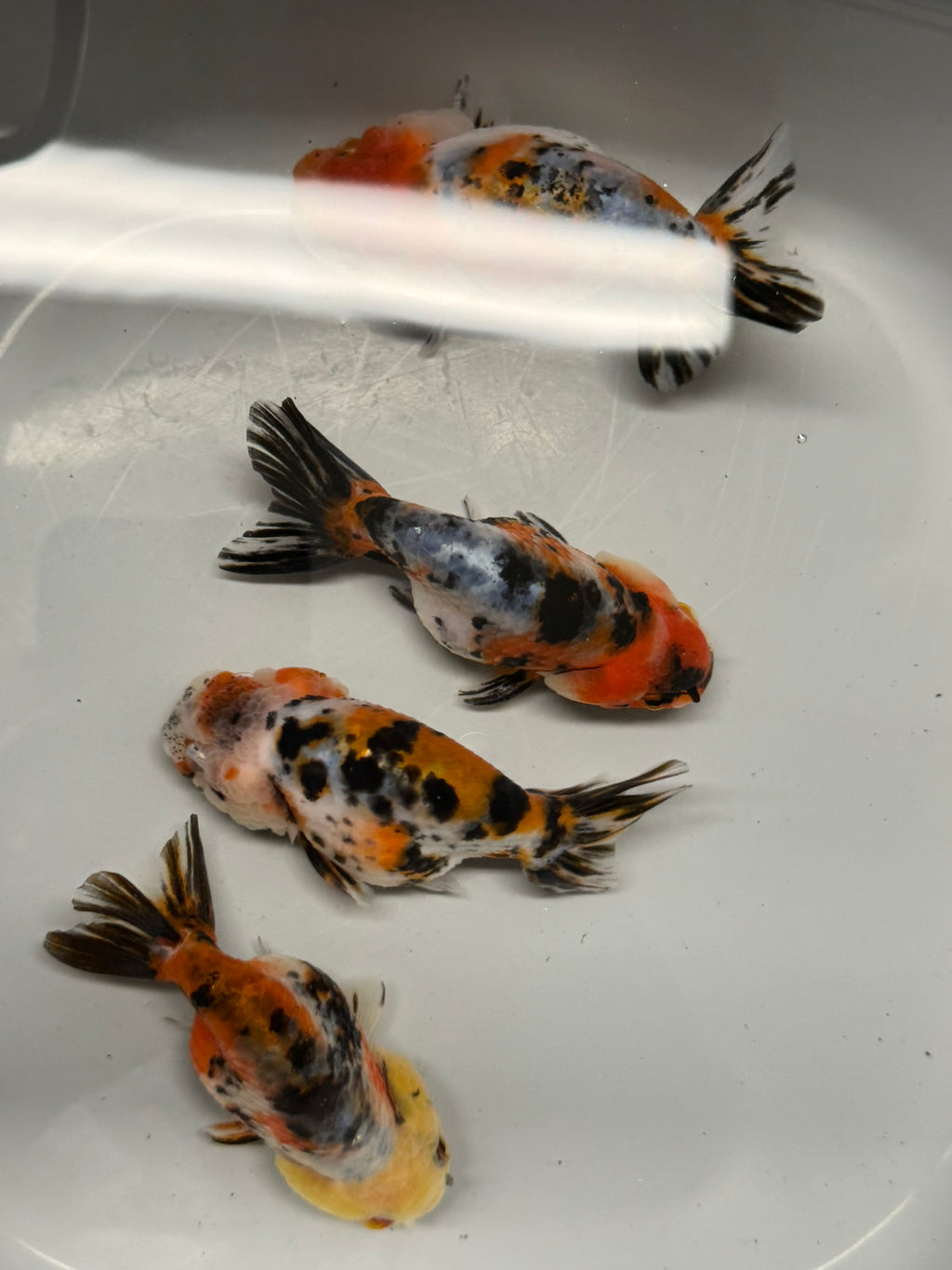 Calico Ranchu 8-10cm Fancy Goldfish
