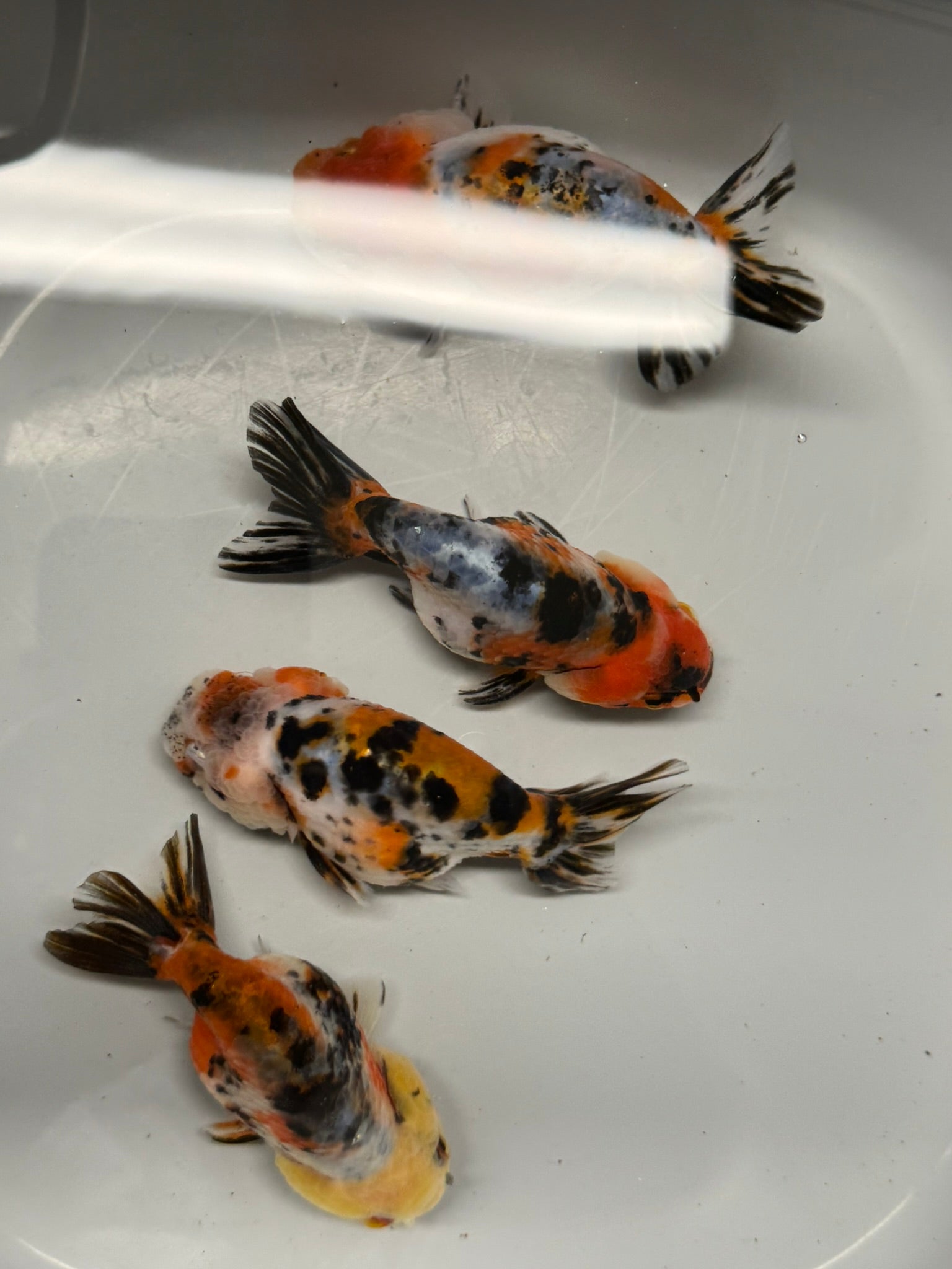 Calico Ranchu 8-10cm Fancy Goldfish