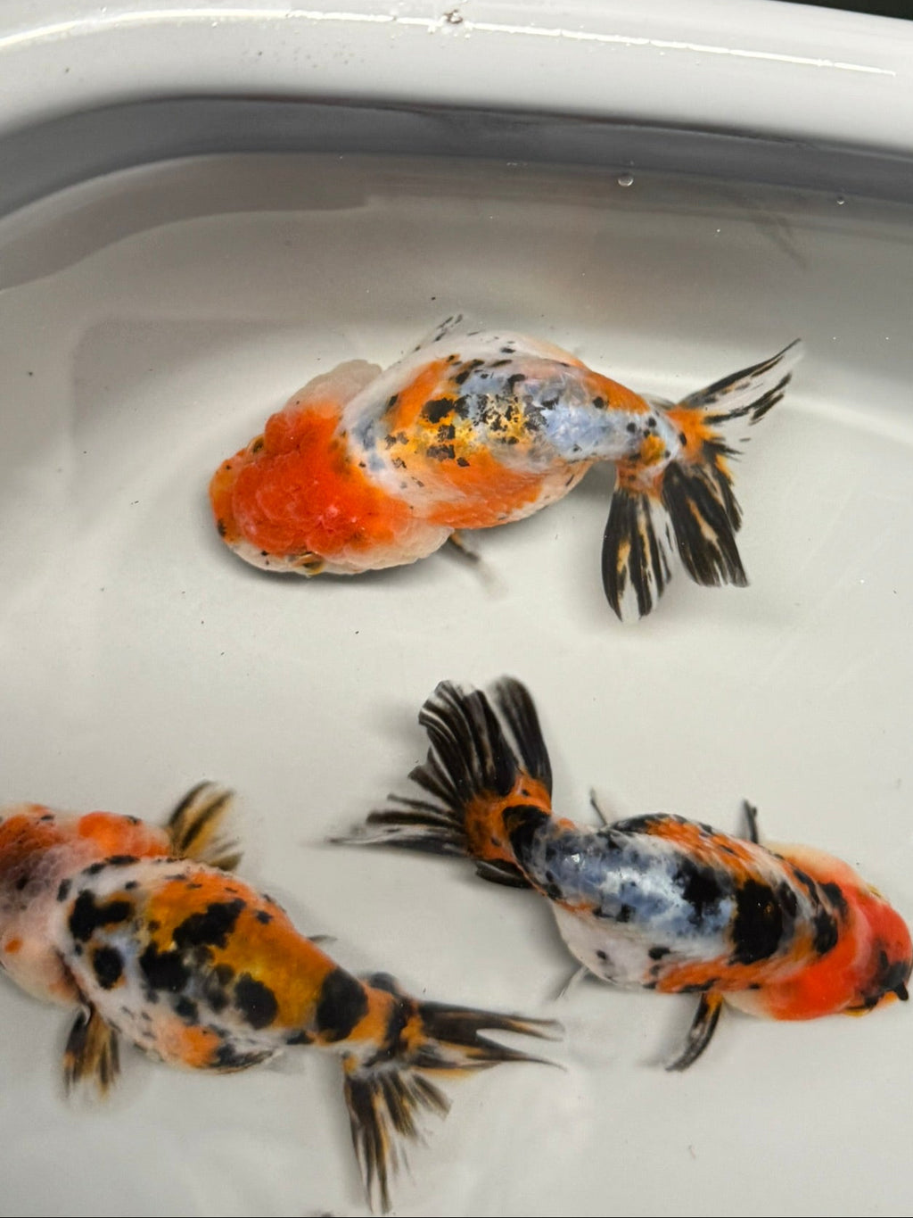 Three colorful  fish swimming in a white container.