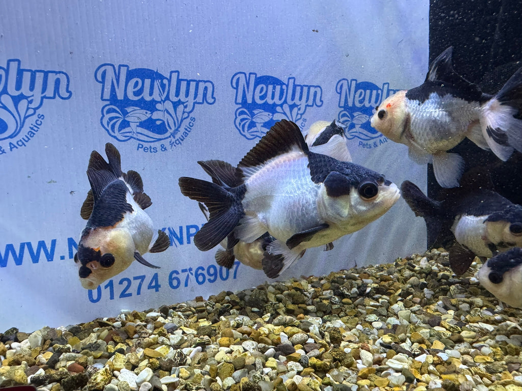 Panda Oranda 8-9cm (BF4A - 4B)