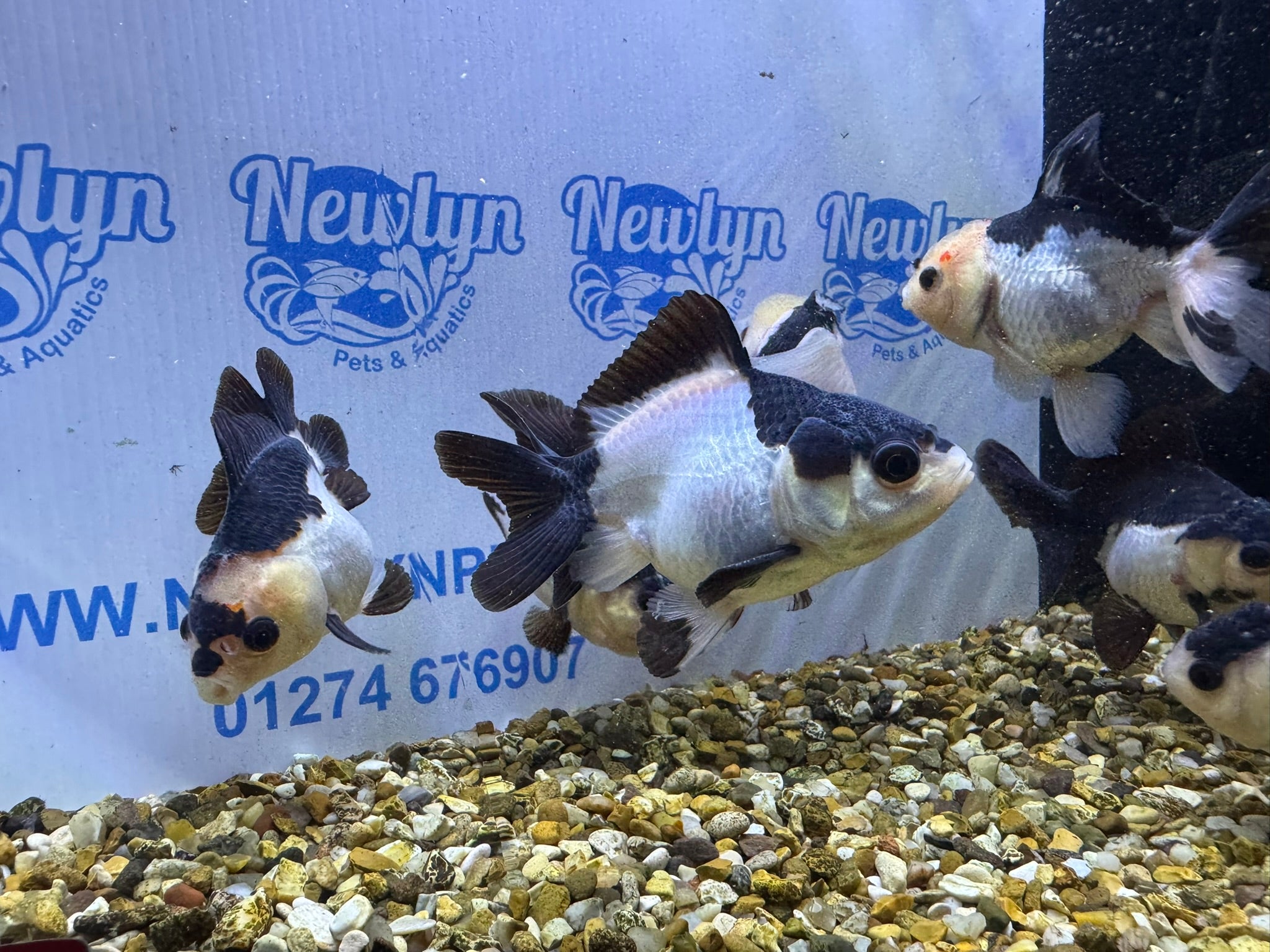 Panda Oranda 8-9cm (BF4A - 4B)