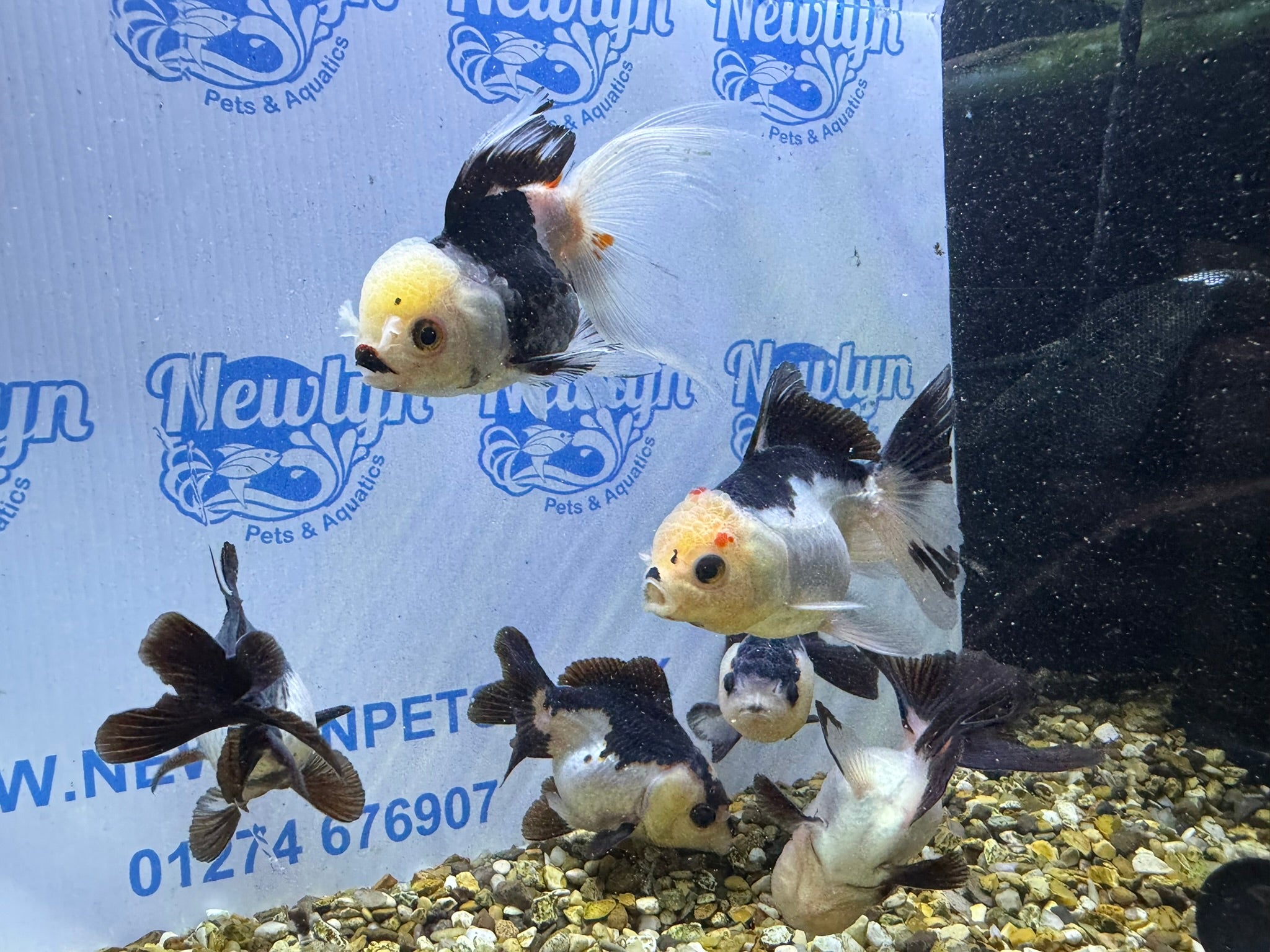 Panda Oranda 8-9cm (BF4A - 4B)