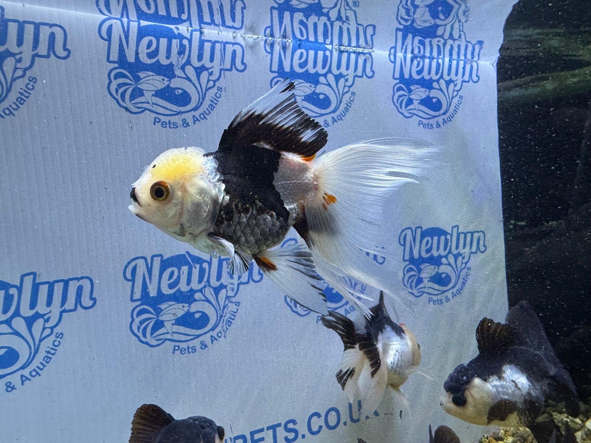 Panda Oranda 8-9cm (BF4A - 4B)