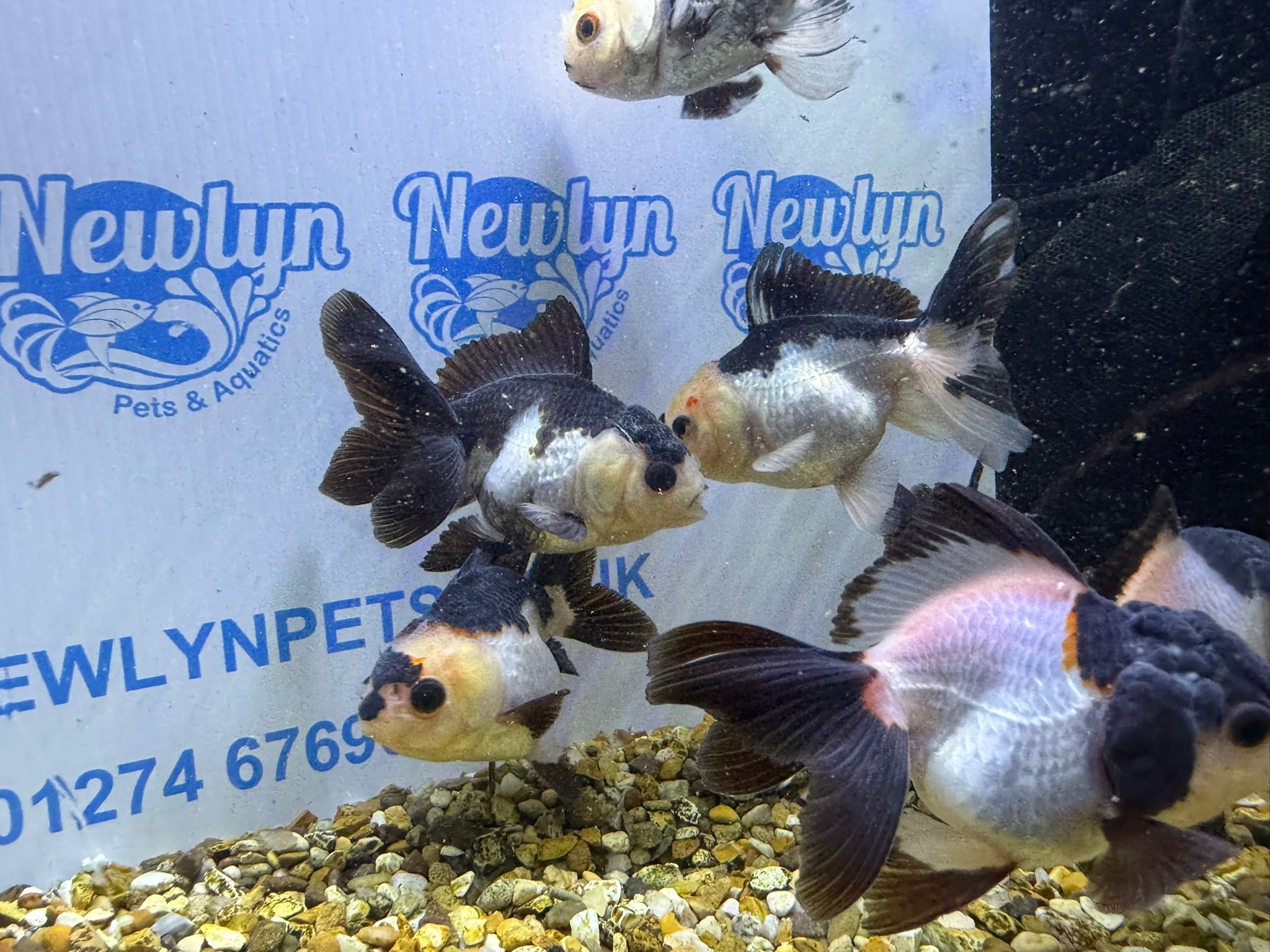 Panda Oranda 8-9cm (BF4A - 4B)