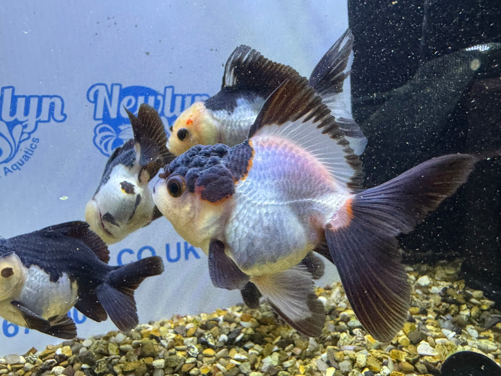 Panda Oranda 8-9cm (BF4A - 4B)