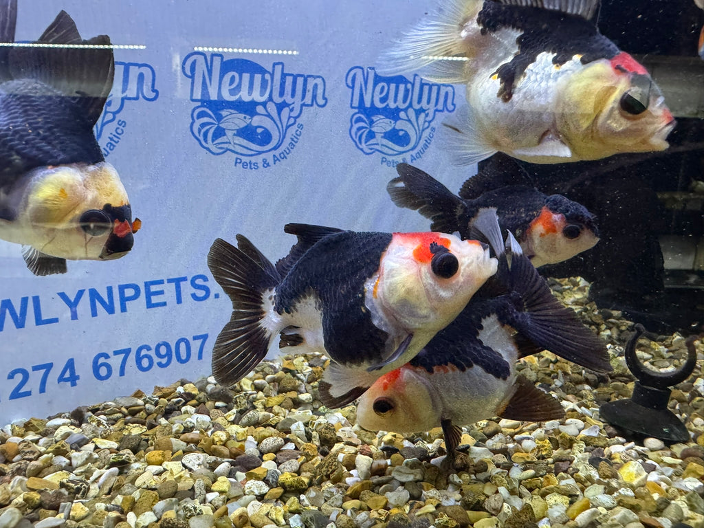 Tri coloured Oranda 8-9cm (BF4A - 4B)