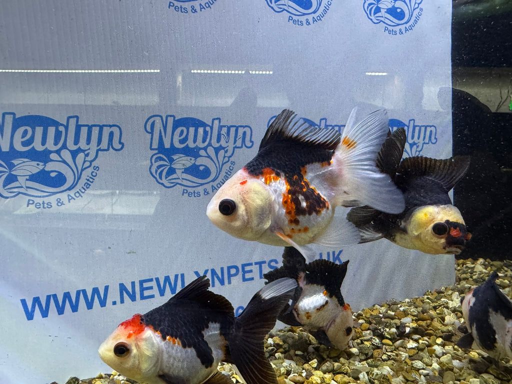 Tri coloured Oranda 8-9cm (BF4A - 4B)