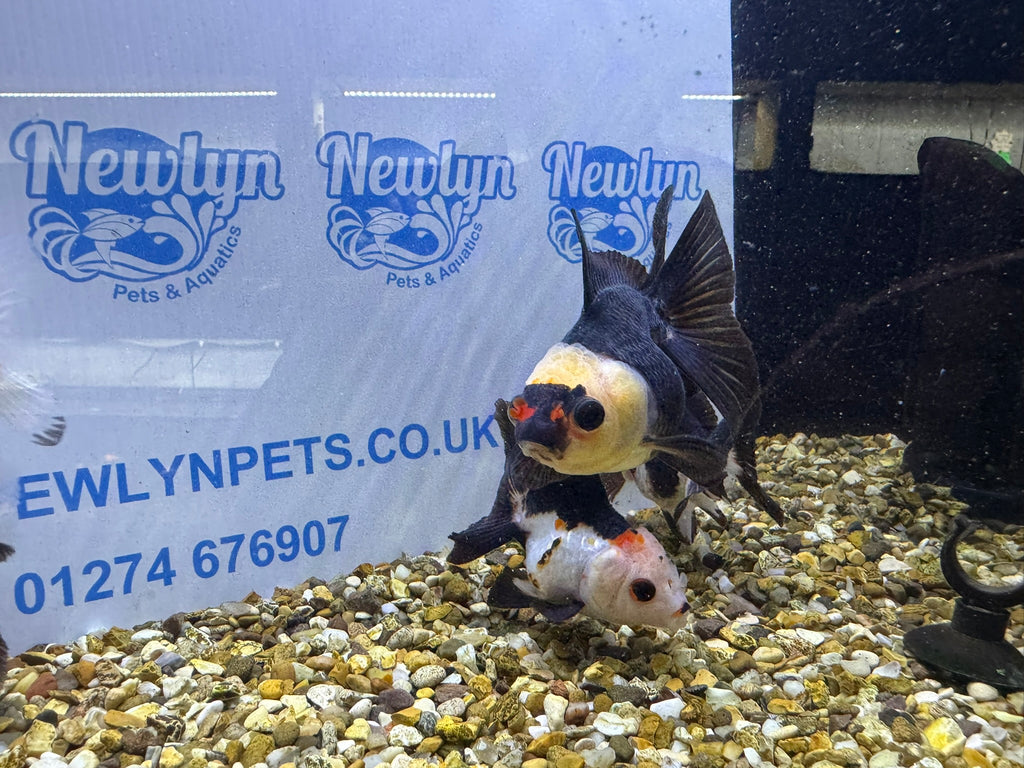 Tri coloured Oranda 8-9cm (BF4A - 4B)