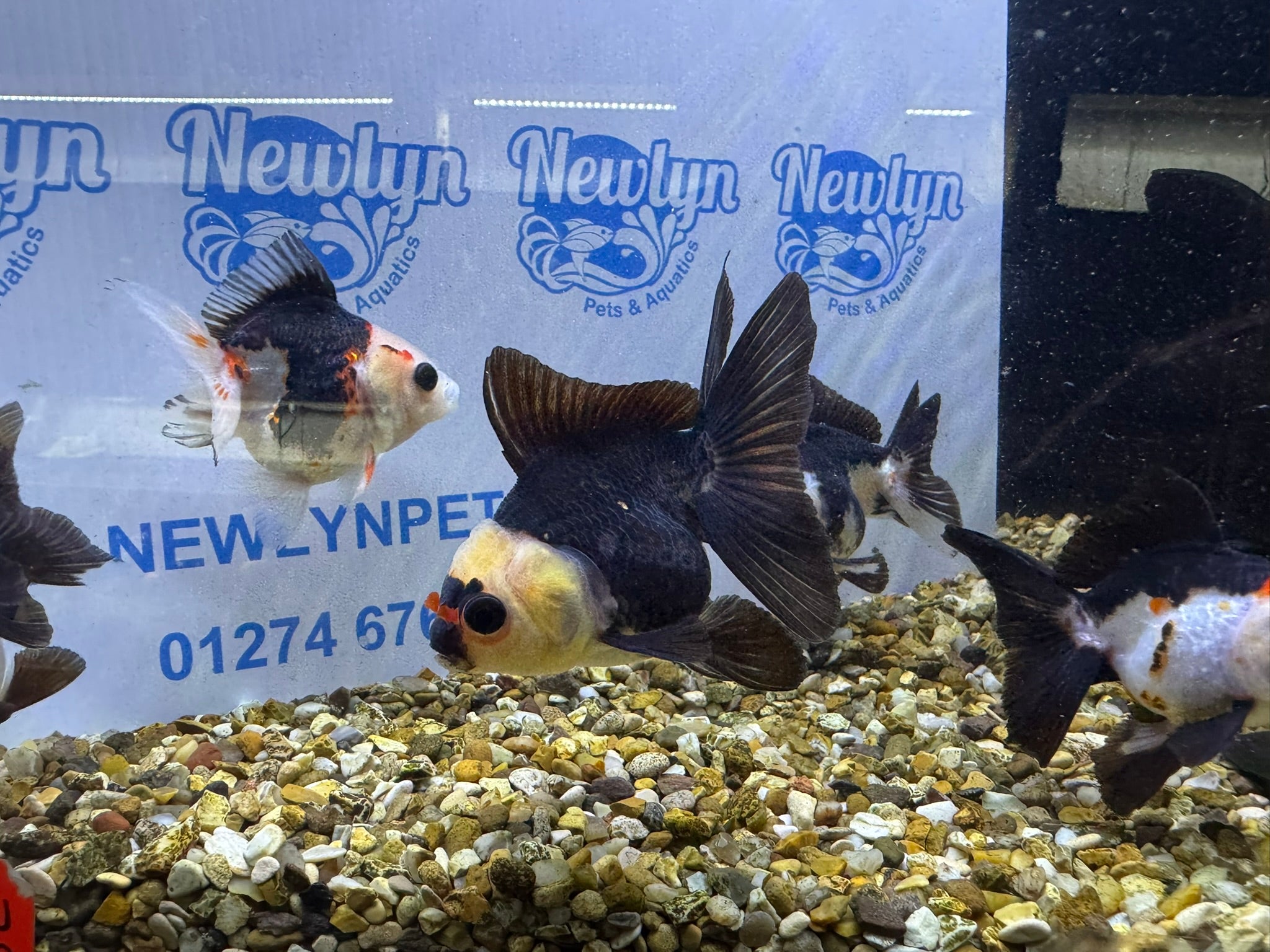 Tri coloured Oranda 8-9cm (BF4A - 4B)