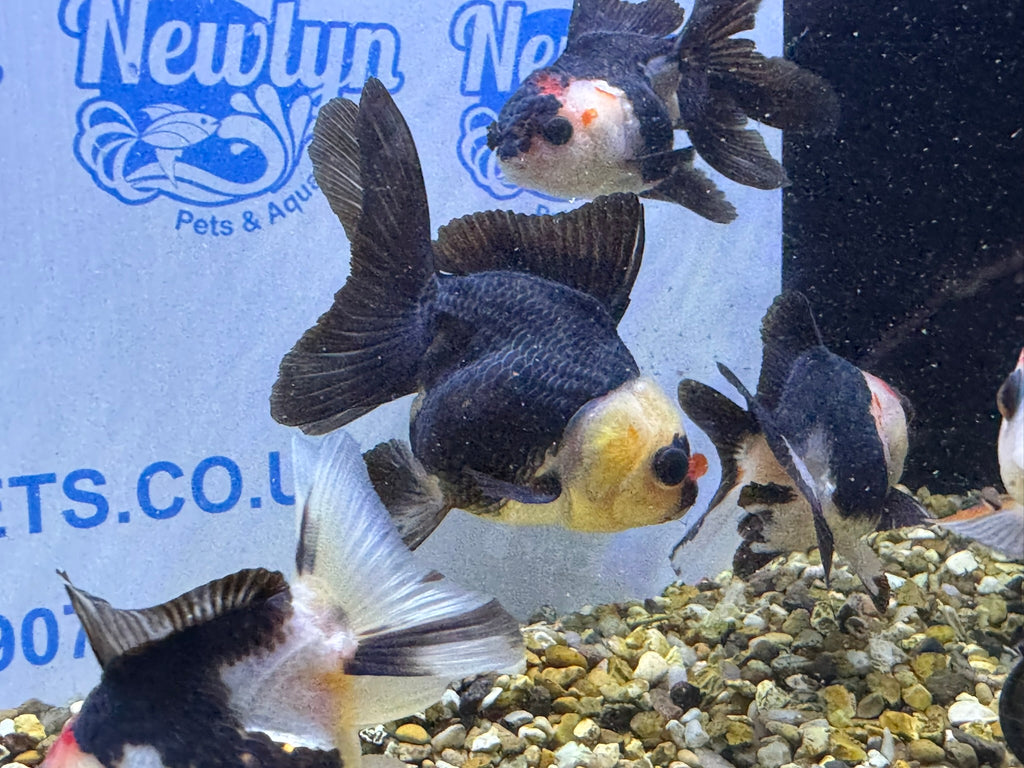 Tri coloured Oranda 8-9cm (BF4A - 4B)