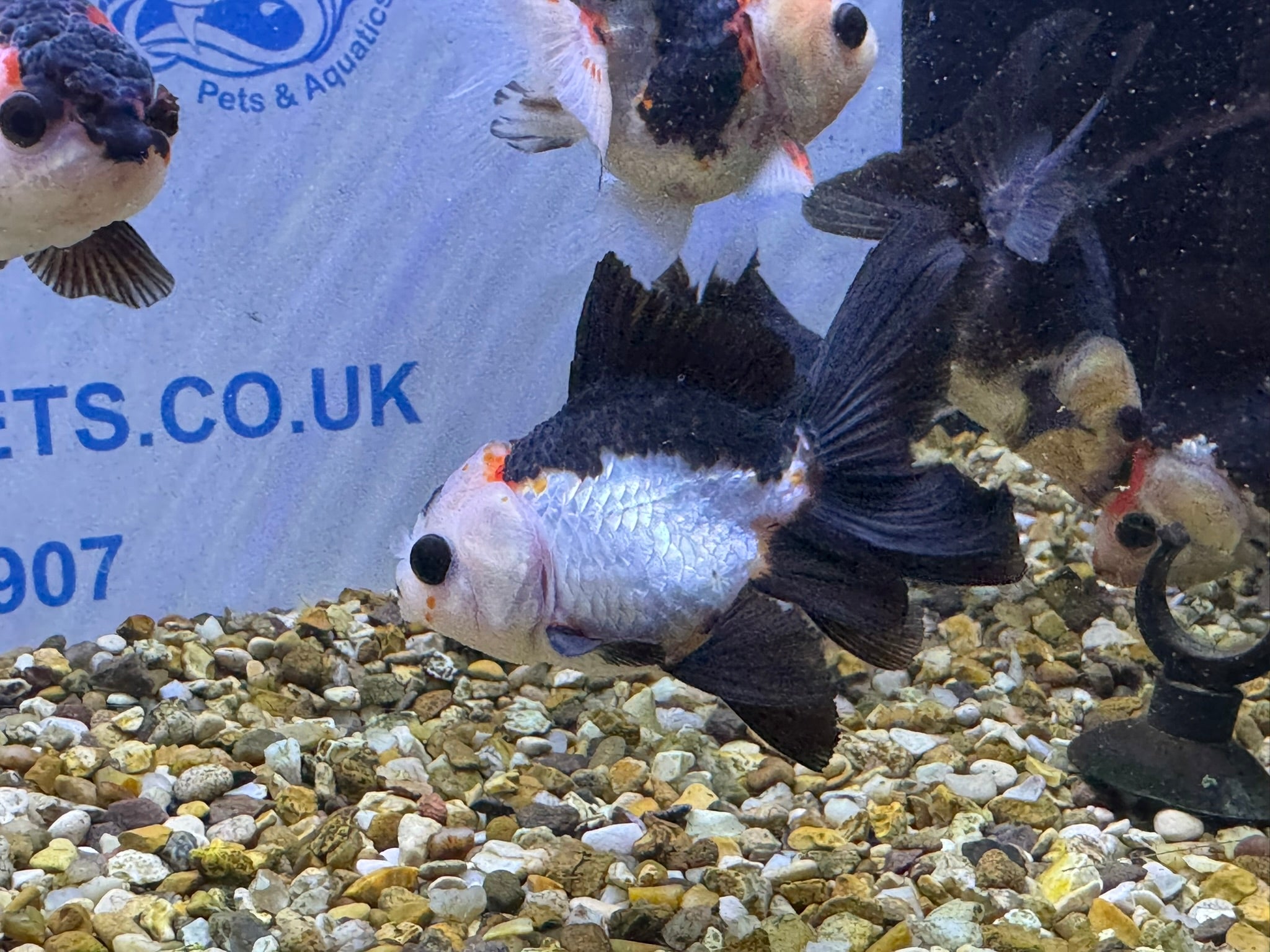 Tri coloured Oranda 8-9cm (BF4A - 4B)