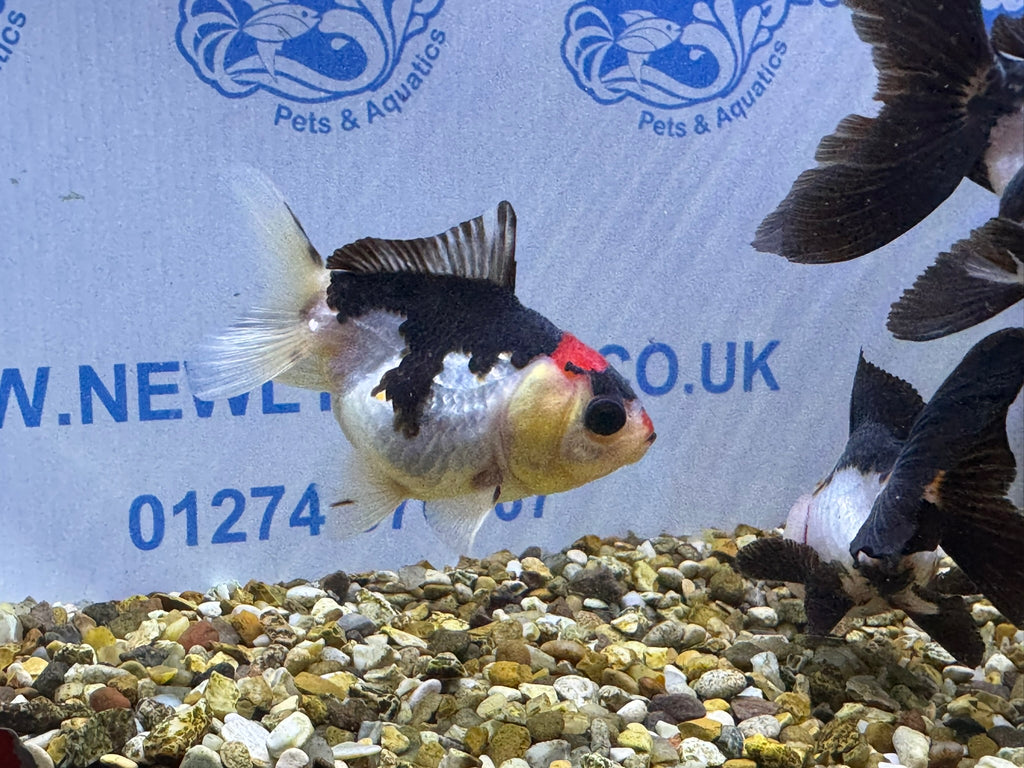 Tri coloured Oranda 8-9cm (BF4A - 4B)