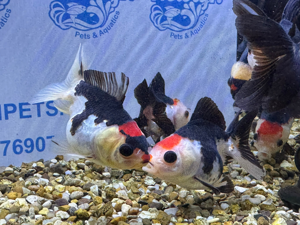 Tri coloured Oranda 8-9cm (BF4A - 4B)