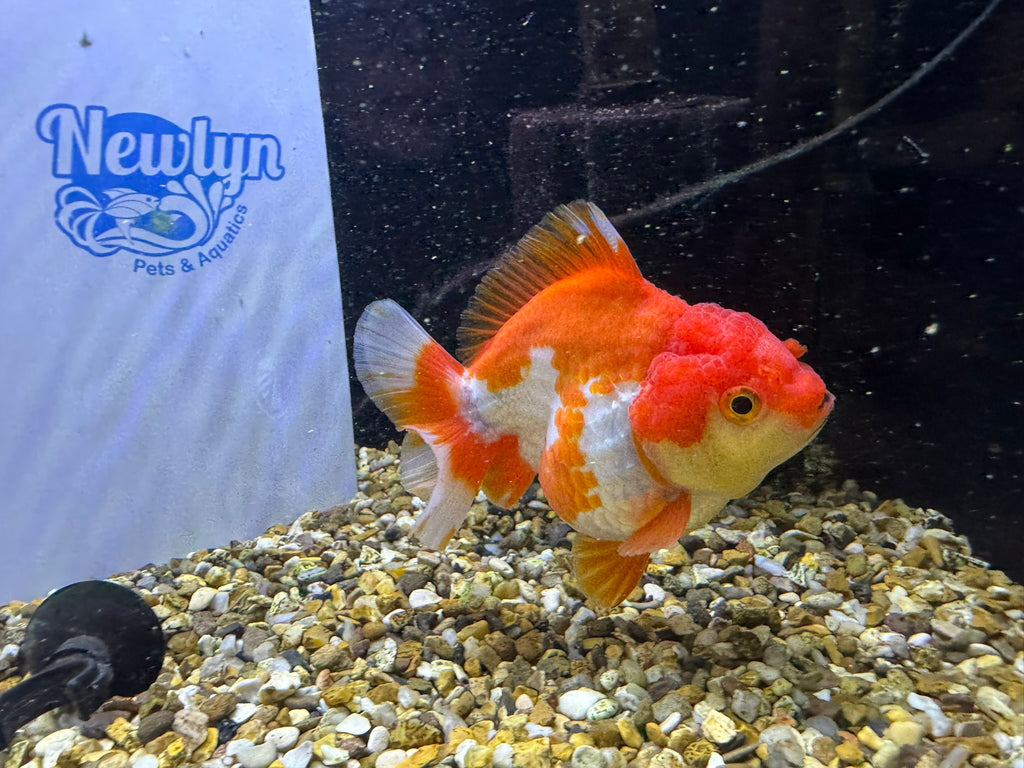 Short Tail Oranda Red/White 9-10cm (BF6A)