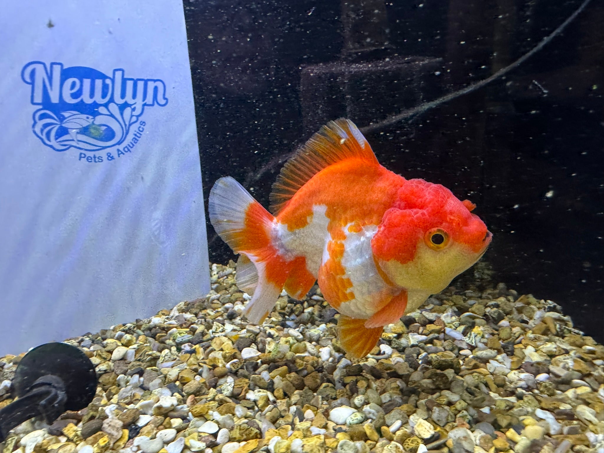 Short Tail Oranda Red/White 9-10cm (BF6A)
