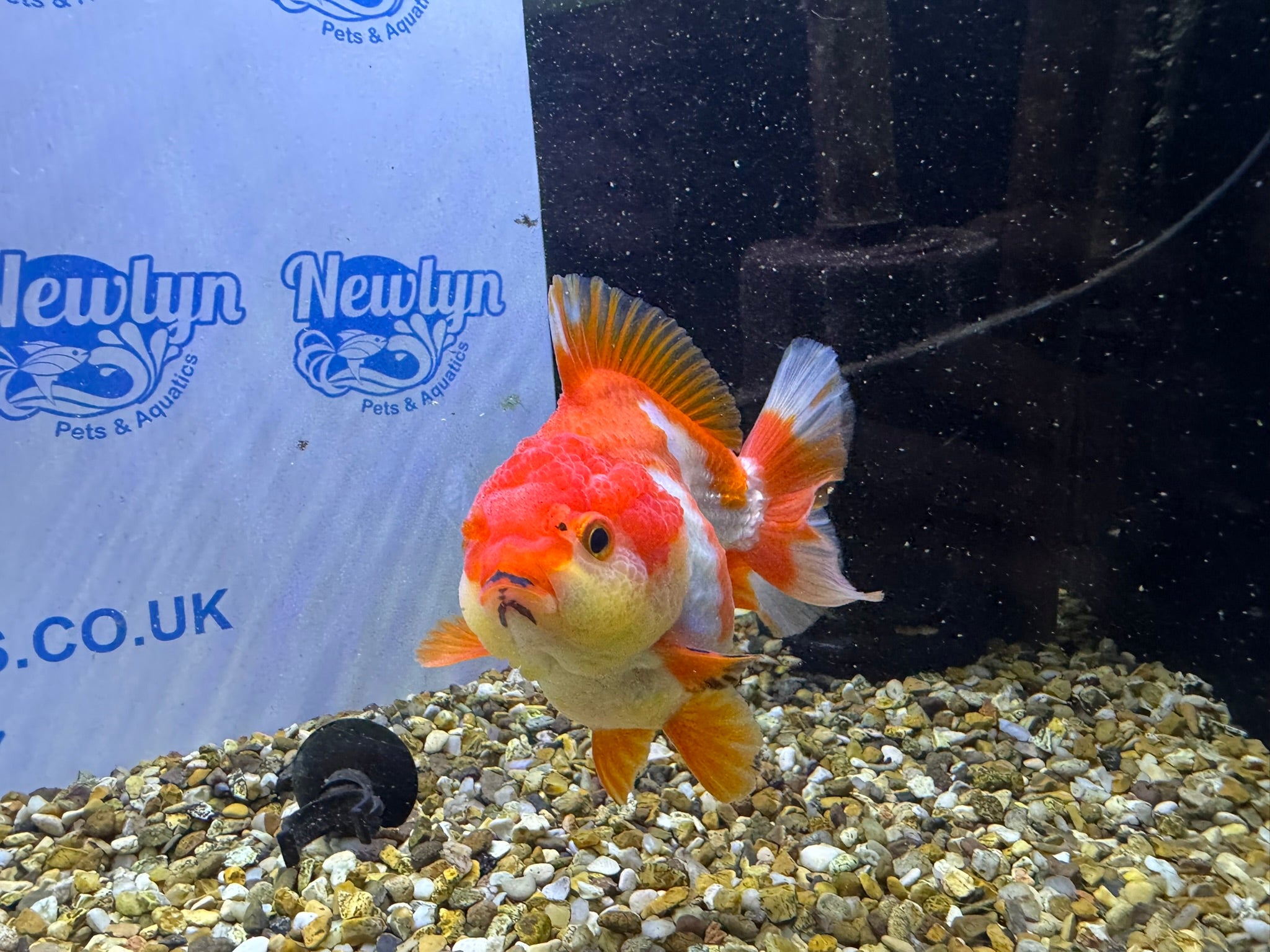 Short Tail Oranda Red/White 9-10cm (BF6A)