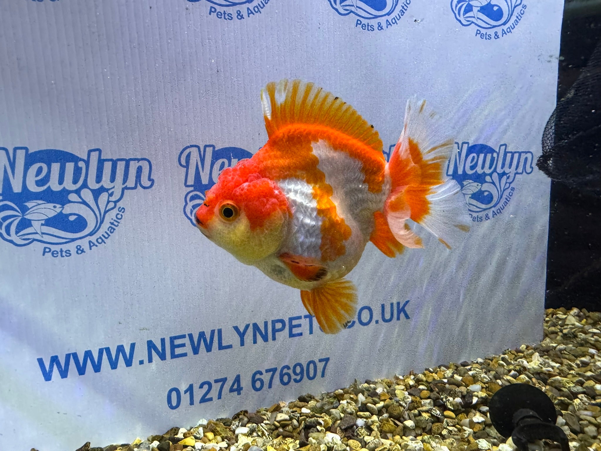 Short Tail Oranda Red/White 9-10cm (BF6A)