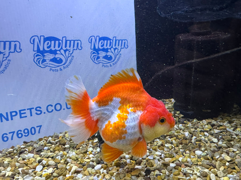 Short Tail Oranda Red/White 9-10cm (BF6A)