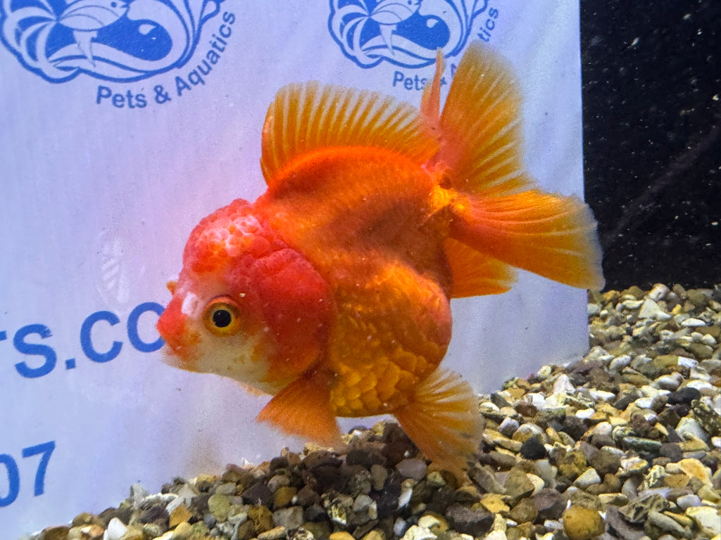 Short Tail Oranda Red/White 9-10cm 2 (BF6A)