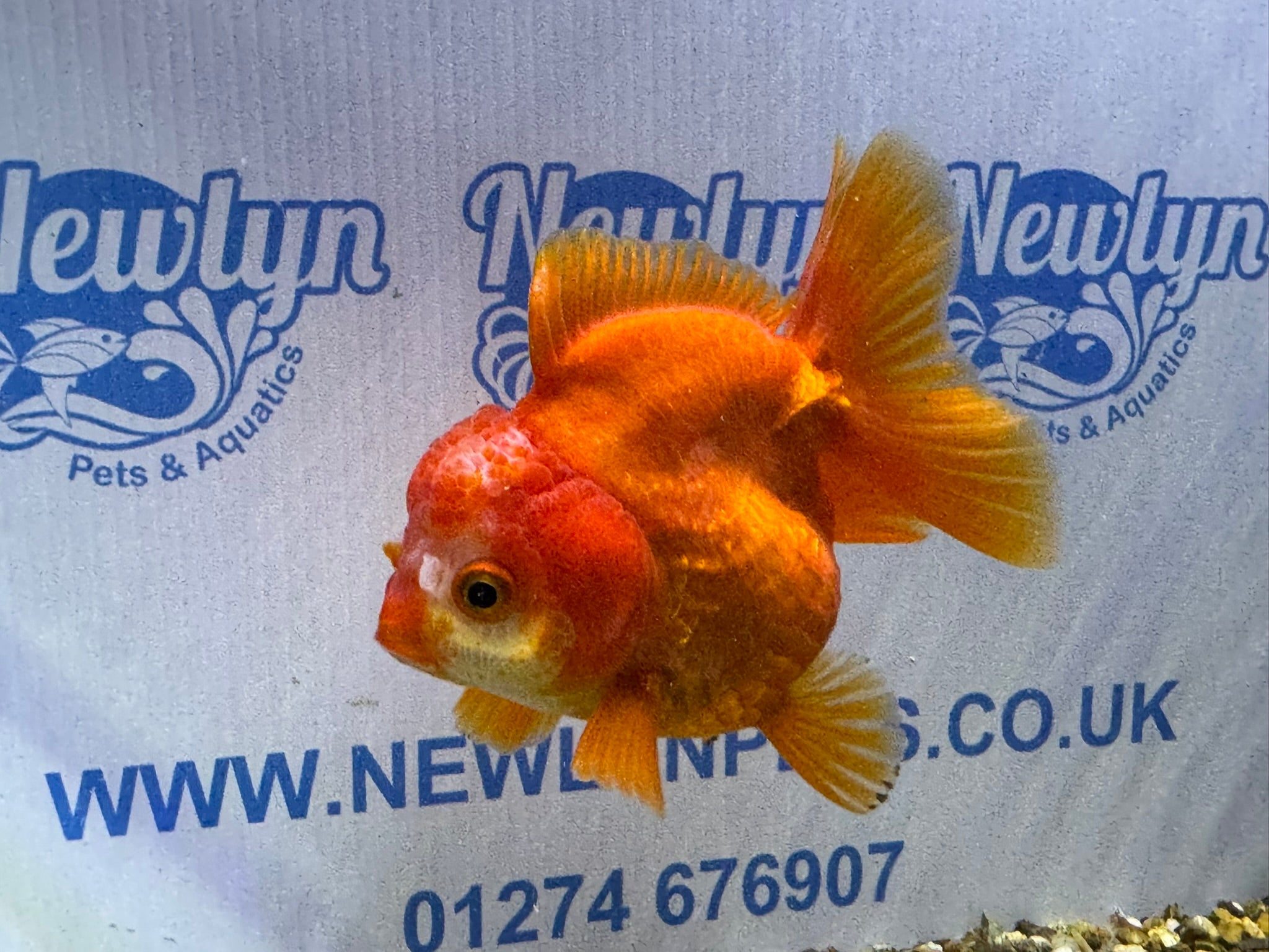 Short Tail Oranda Red/White 9-10cm 2 (BF6A)