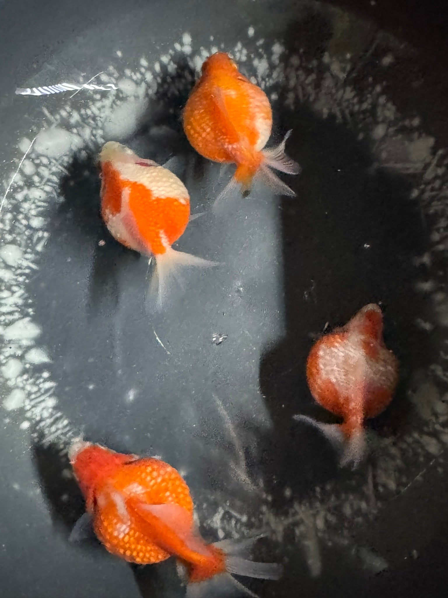 Golf Ball Pearlscale 8-9cm Fancy Goldfish (BF11C)