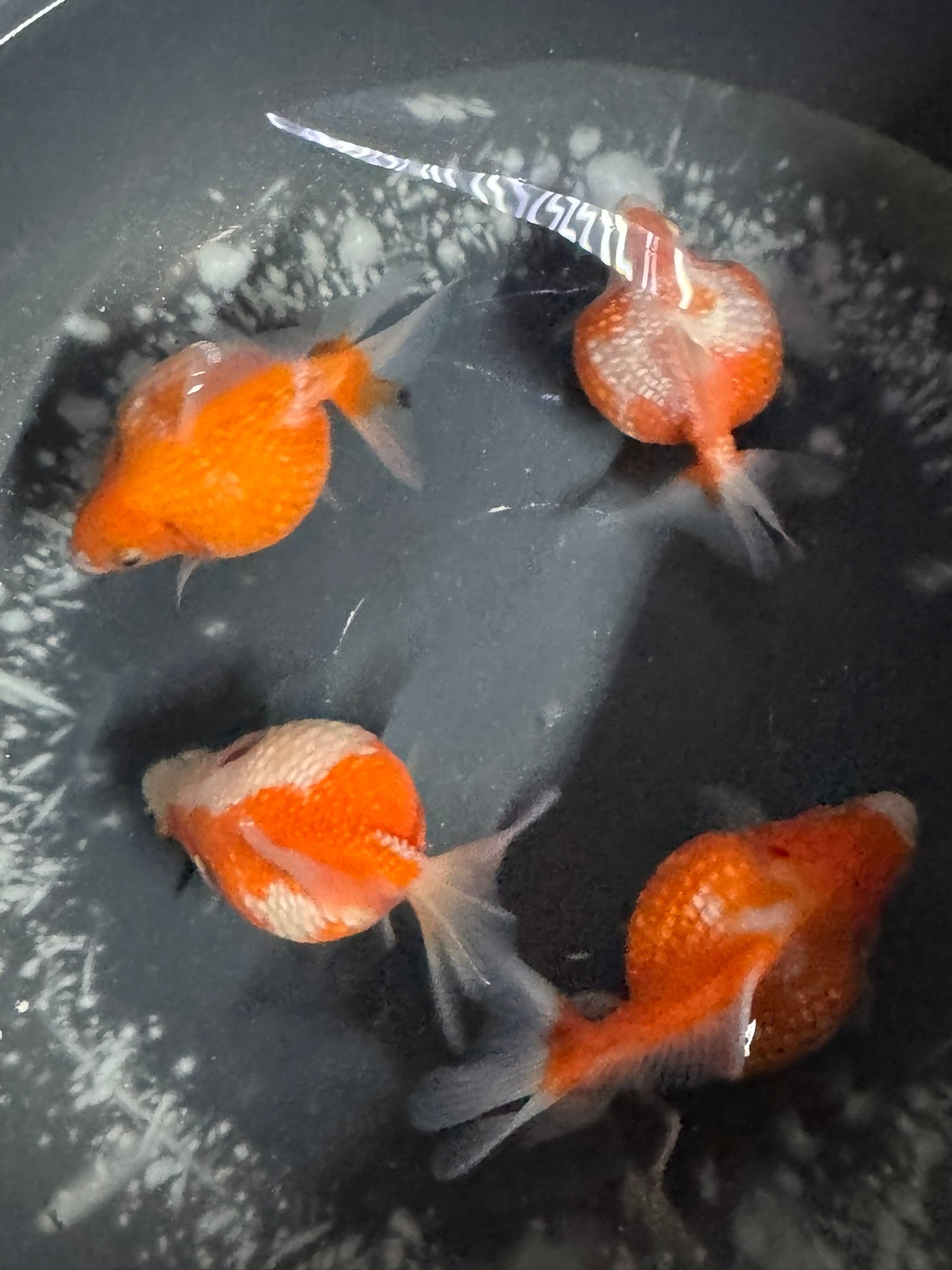 Golf Ball Pearlscale 8-9cm Fancy Goldfish (BF11C)