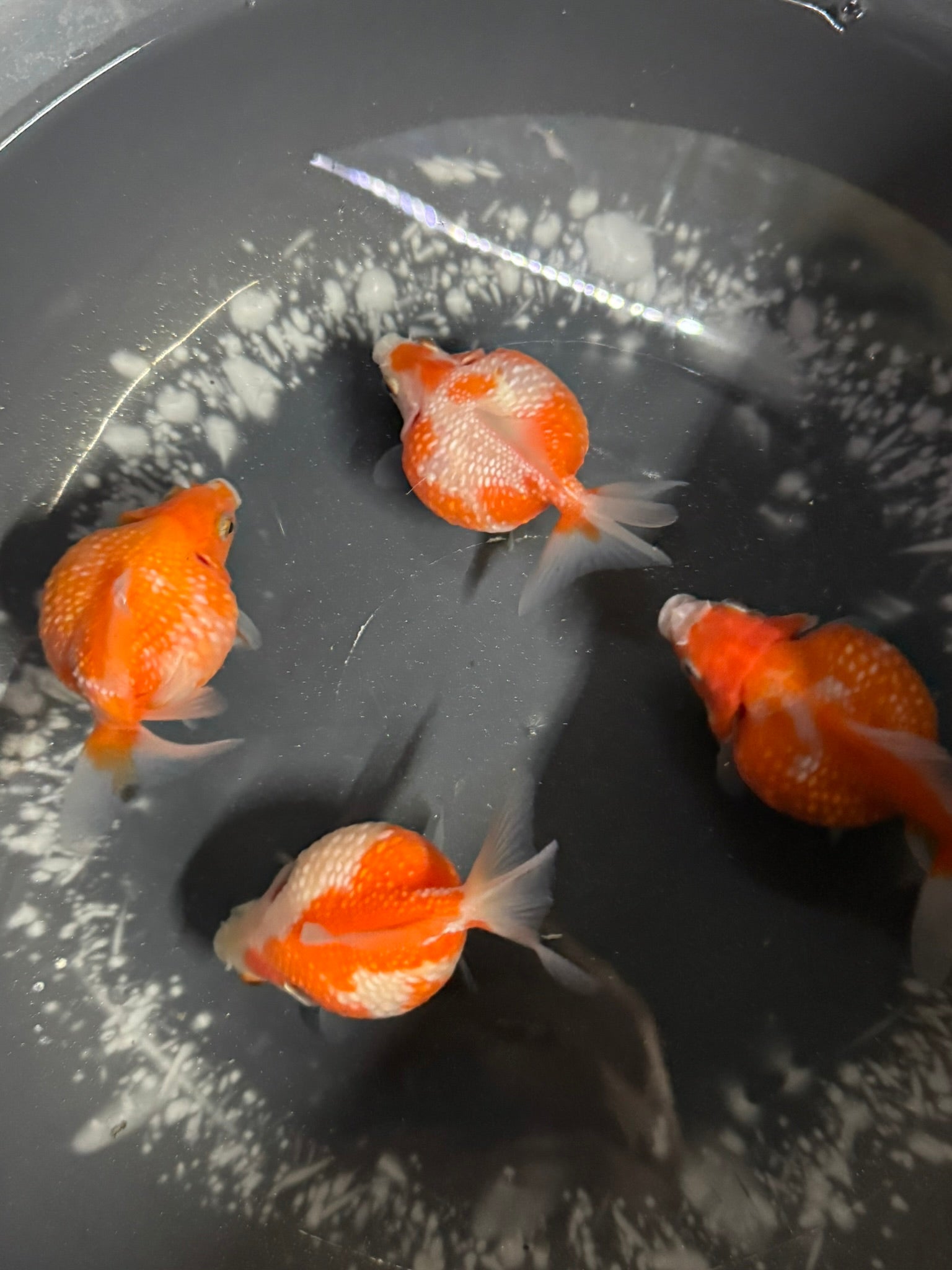 Golf Ball Pearlscale 8-9cm Fancy Goldfish (BF11C)