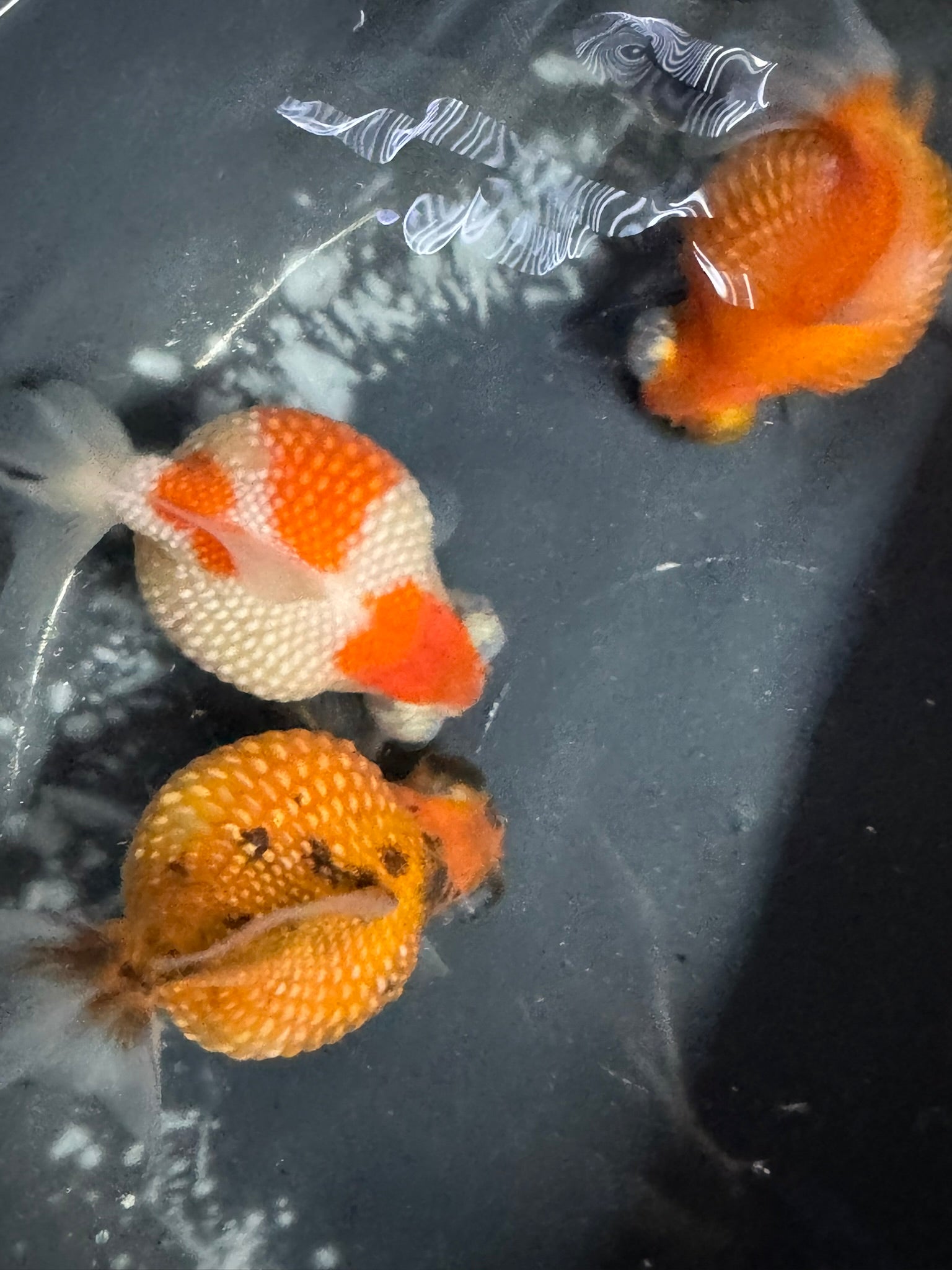 Telescope Golf Ball Pearlscale 8-9cm Fancy Goldfish (BF11C)