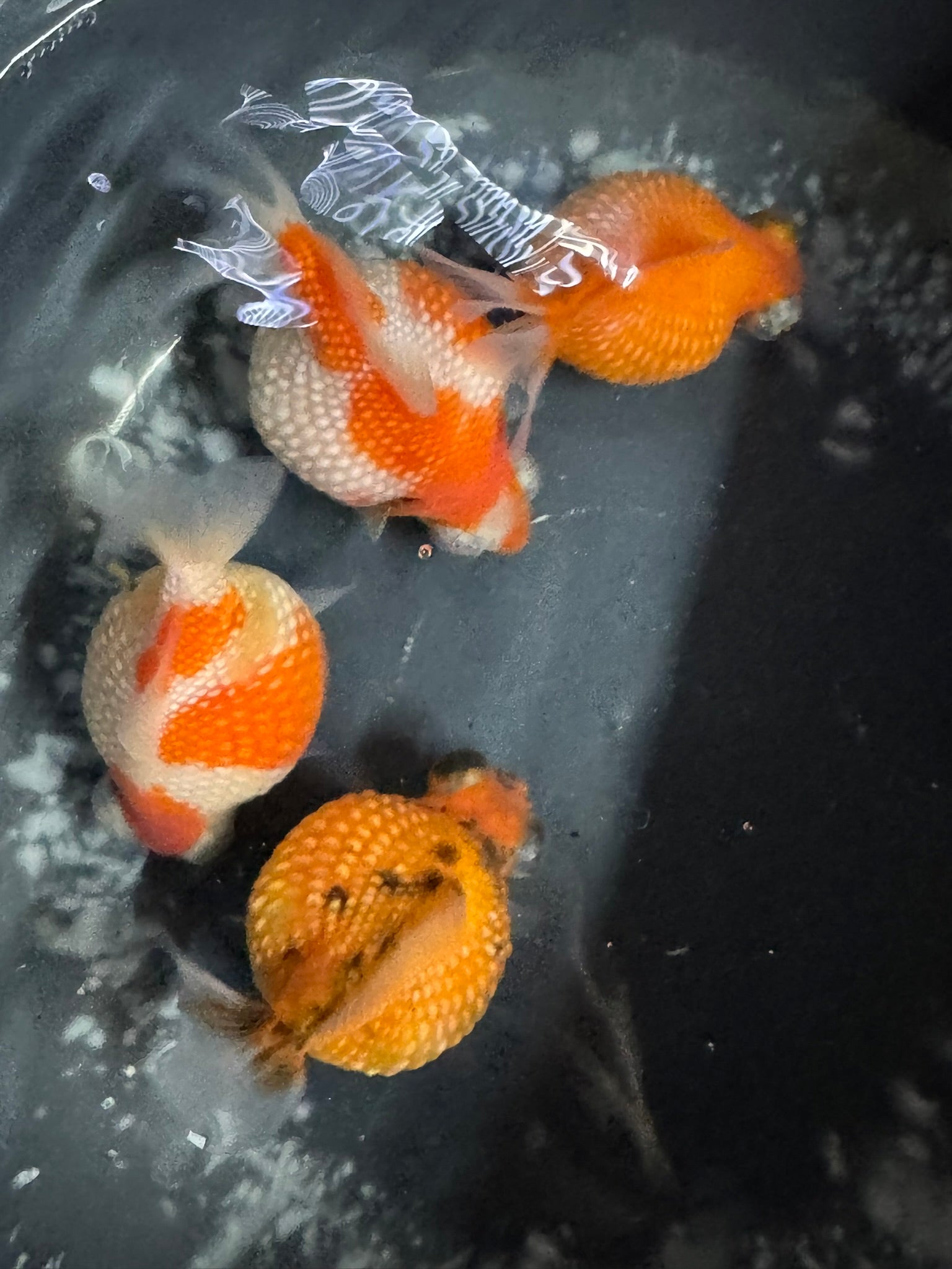 Telescope Golf Ball Pearlscale 8-9cm Fancy Goldfish (BF11C)