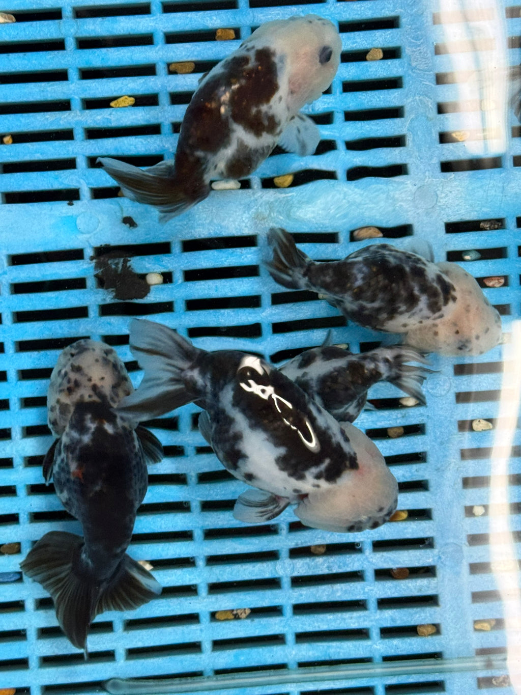 Cow Ranchu 11-12cm Fancy Goldfish