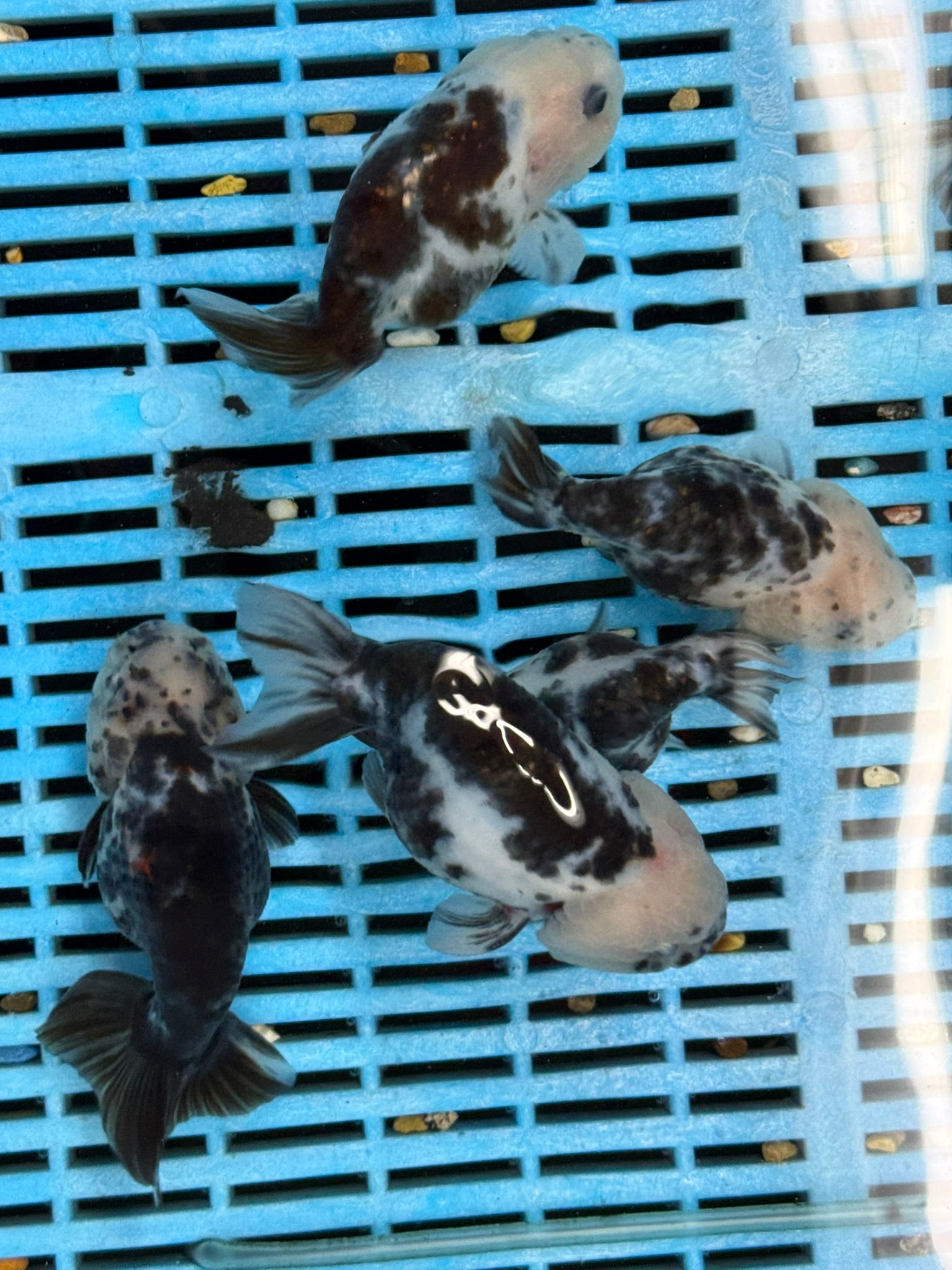 Cow Ranchu 11-12cm Fancy Goldfish