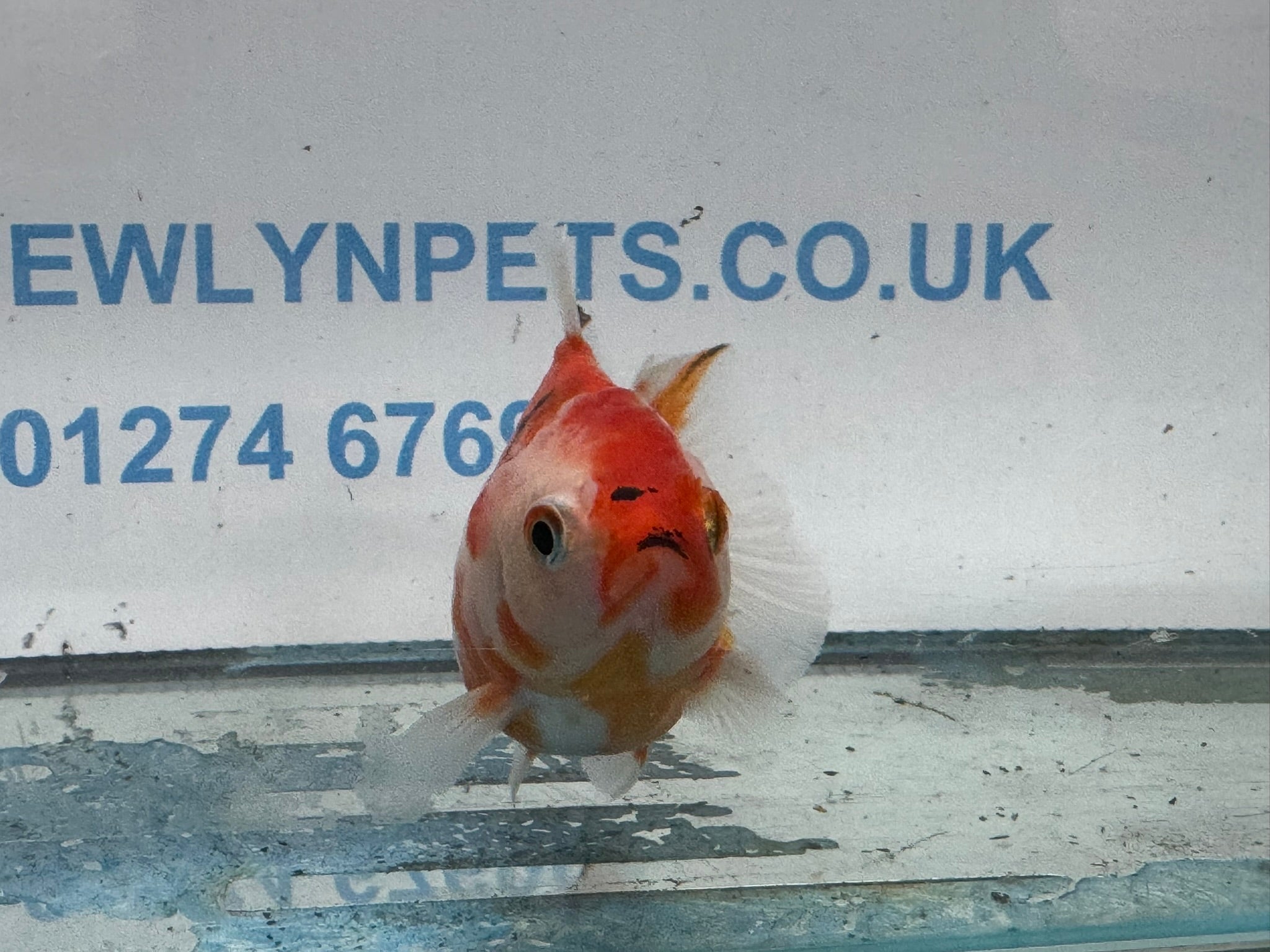 Oranda  9-10cm OR3 (Fish in photo)