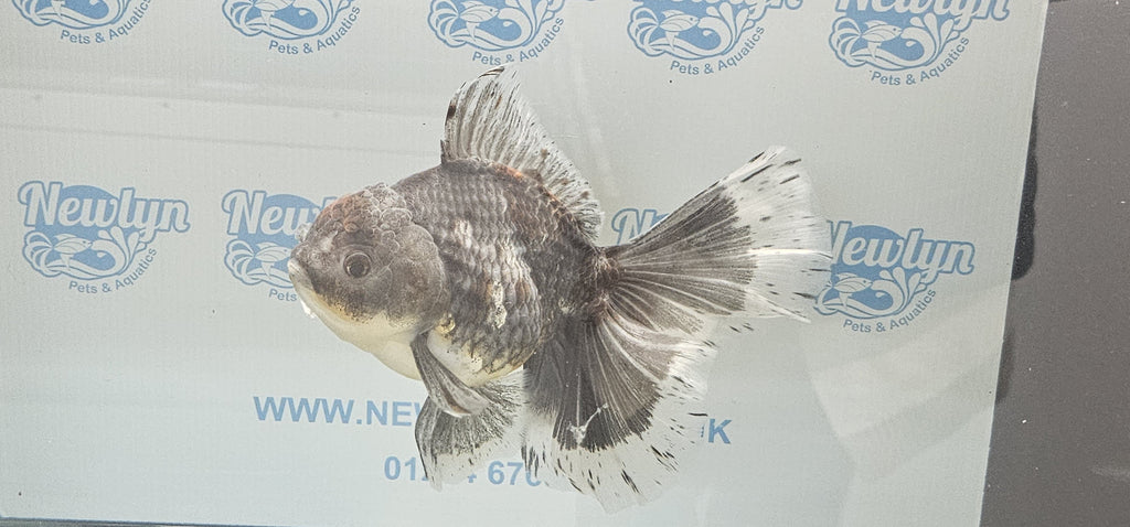 Jumbo Oranda 19-20cm  (Fish in photo)
