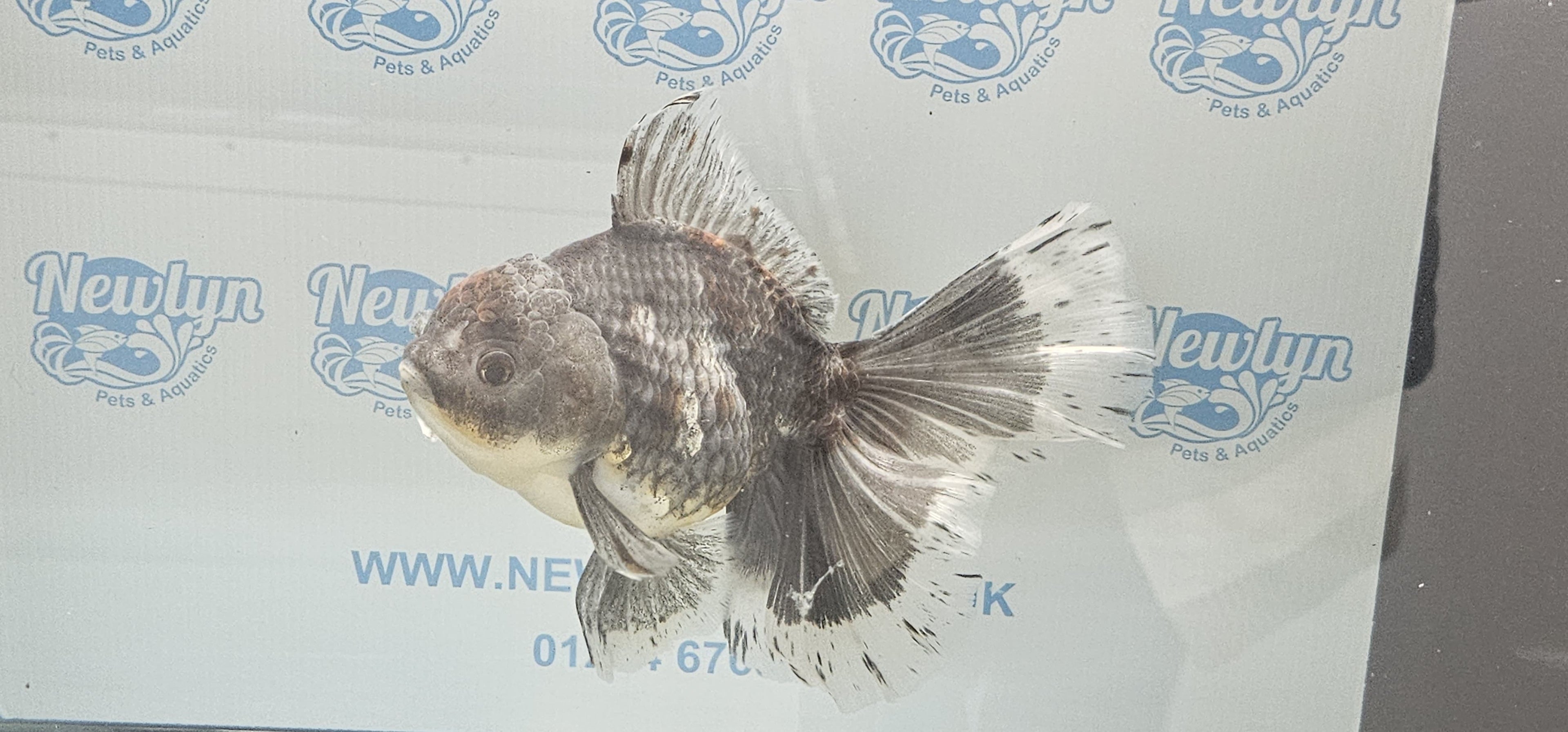Jumbo Oranda 19-20cm  (Fish in photo)