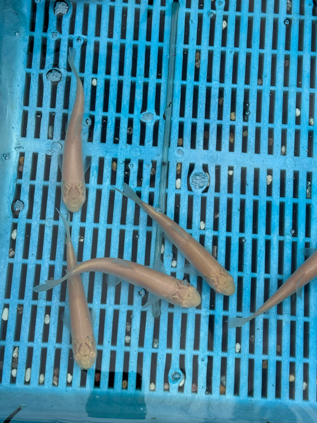 Albino Grass Carp 6 - 7" (O 2C) - Newlyn - pets - Newlyn - pets - 