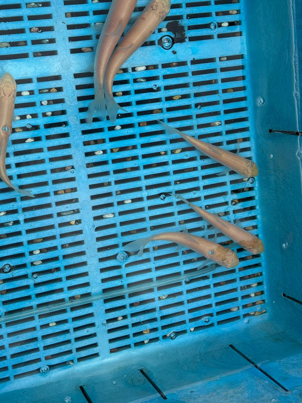 Albino Grass Carp 6 - 7" (O 2C) - Newlyn - pets - Newlyn - pets - 