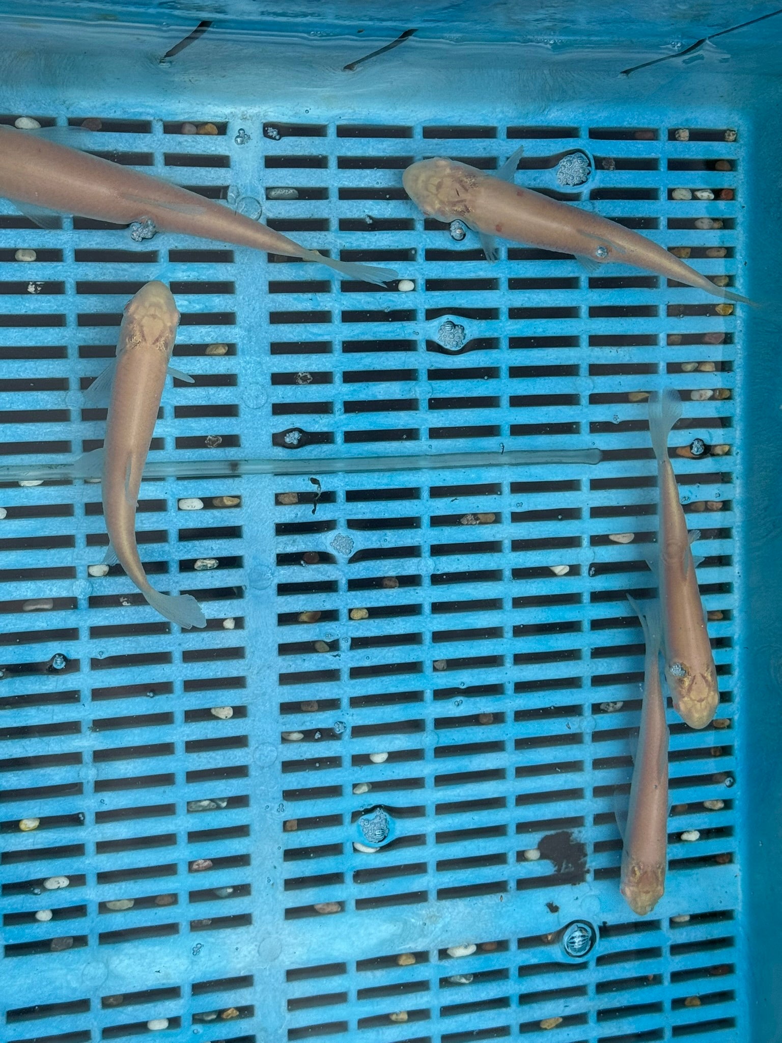 Albino Grass Carp 6 - 7" (O 2C) - Newlyn - pets - Newlyn - pets - 