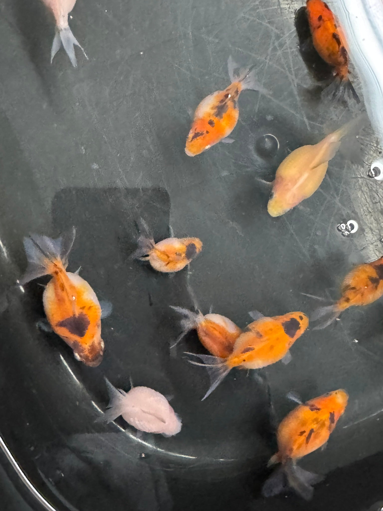 Baby Pearlscale - Newlyn - pets - Newlyn - pets - 