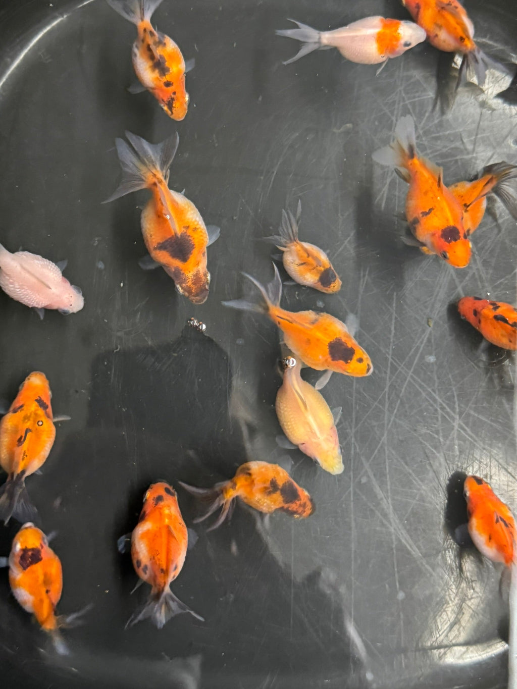 Baby Pearlscale - Newlyn - pets - Newlyn - pets - 