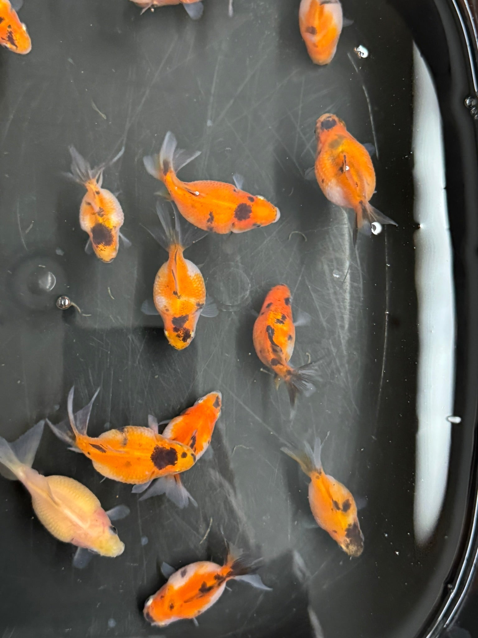 Baby Pearlscale - Newlyn - pets - Newlyn - pets - 