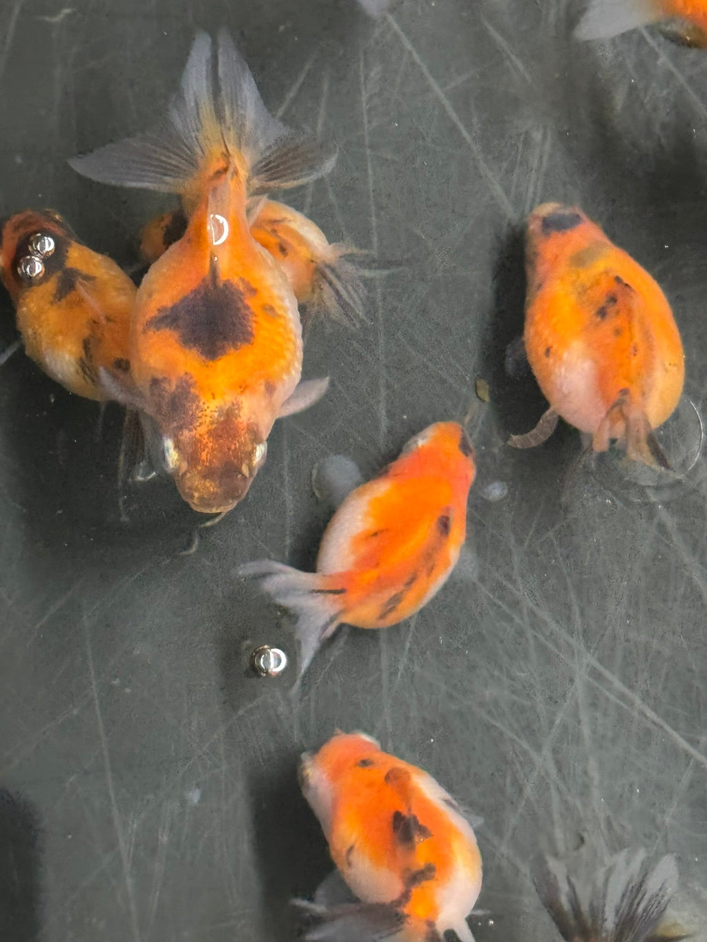 Baby Pearlscale - Newlyn - pets - Newlyn - pets - 