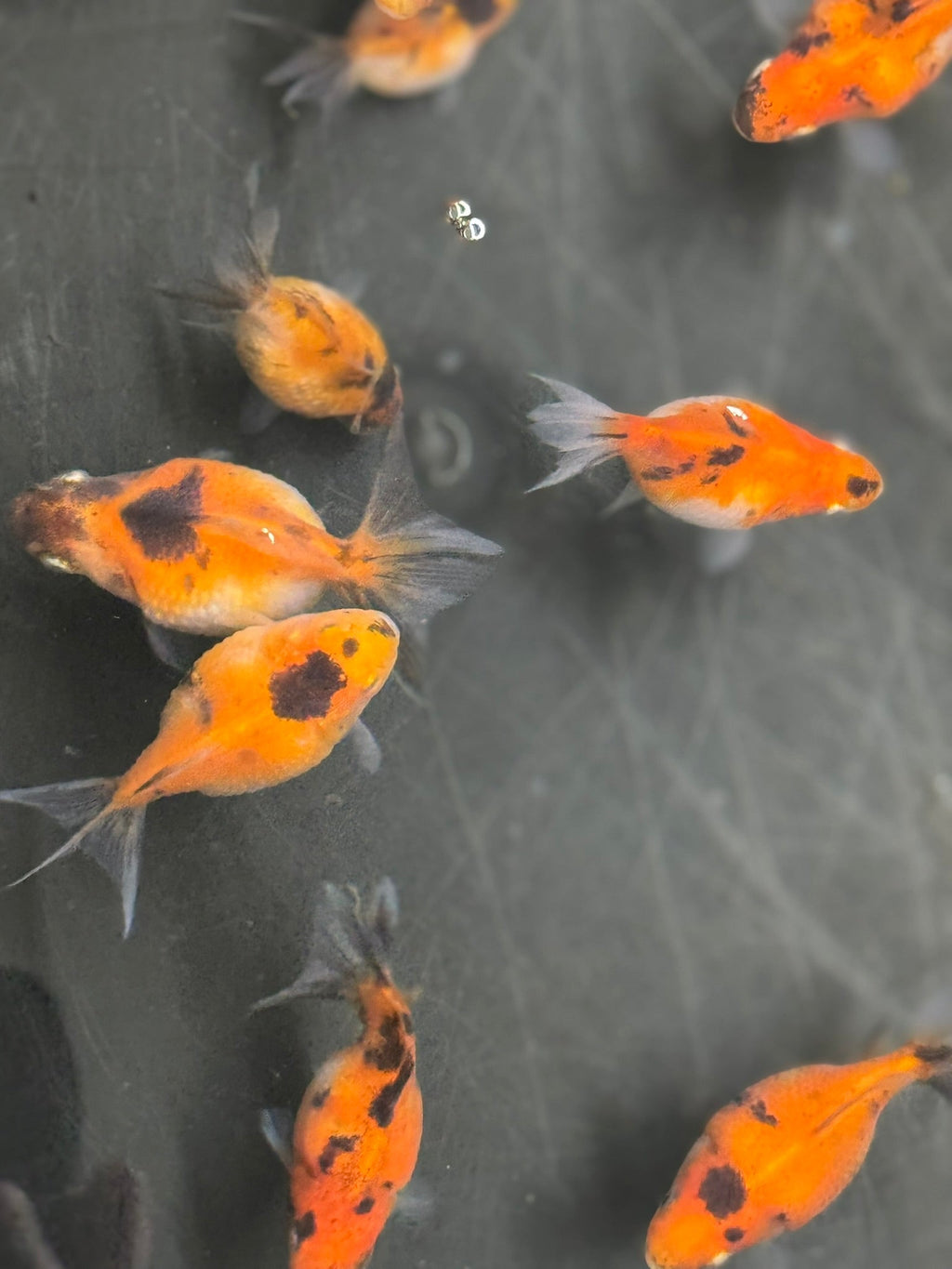 Baby Pearlscale - Newlyn - pets - Newlyn - pets - 