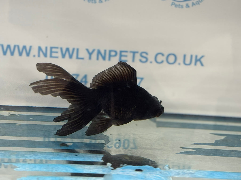 Black Moor 11 - 13cm Chinese Fancy Goldfish - Newlyn - pets - Newlyn - pets - 