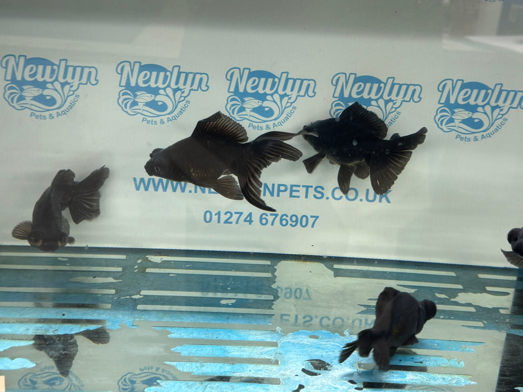 Black Moor 11 - 13cm Chinese Fancy Goldfish - Newlyn - pets - Newlyn - pets - 