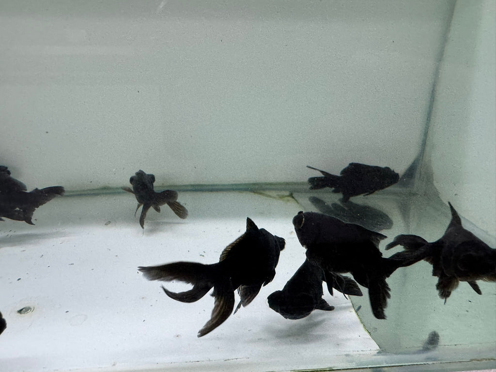 Black Moor 5 - 6cm Chinese Fancy Goldfish - Newlyn - pets - Newlyn - pets - 