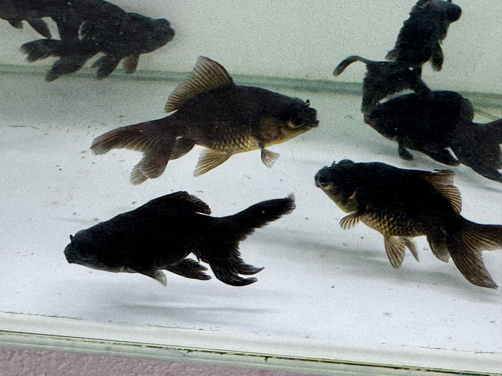 Black Moor 5 - 6cm Chinese Fancy Goldfish - Newlyn - pets - Newlyn - pets - 