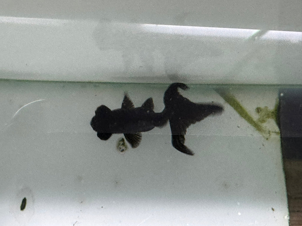 Black Moor 5 - 6cm Chinese Fancy Goldfish - Newlyn - pets - Newlyn - pets - 